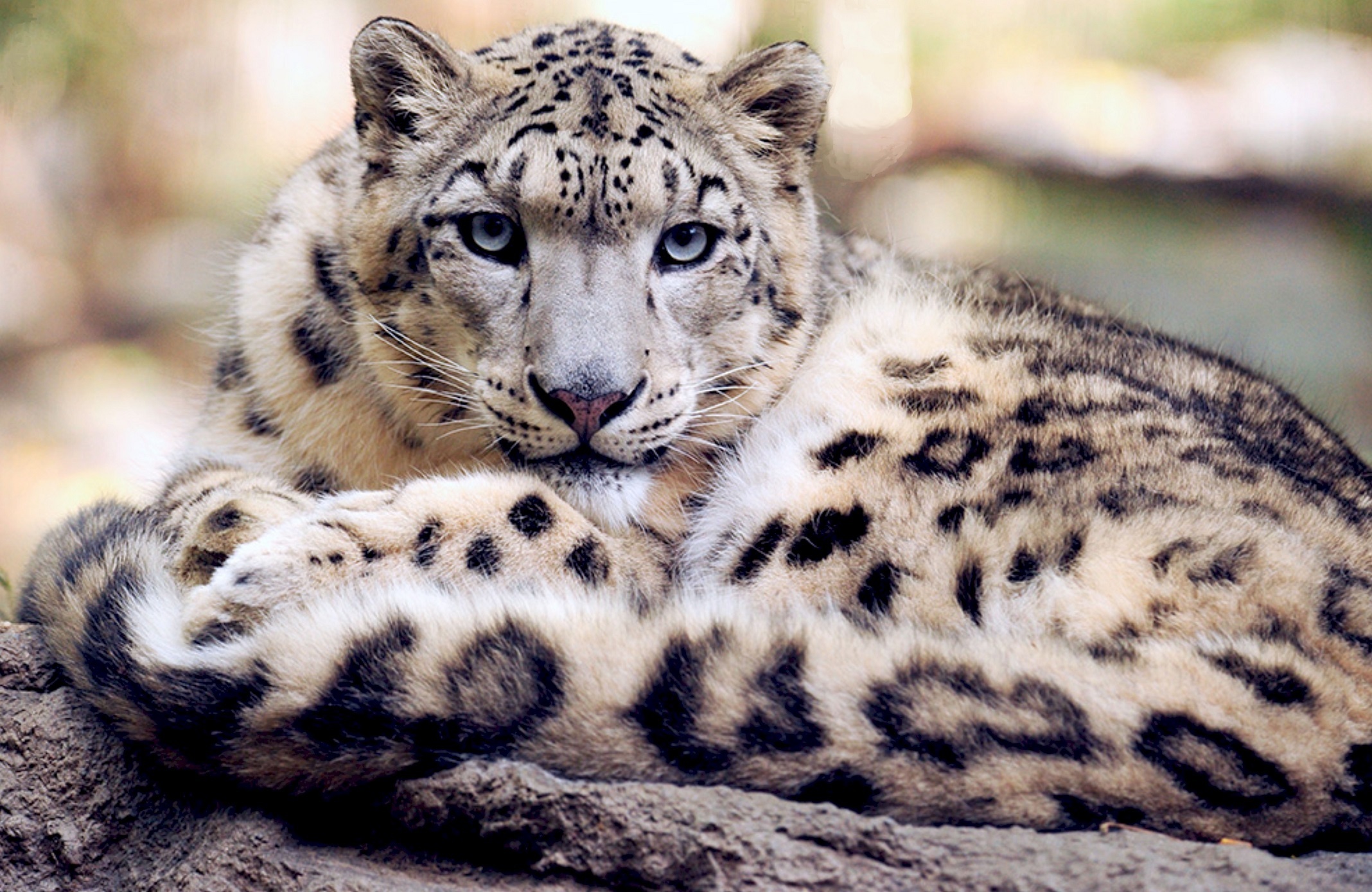 Snow Leopard, Animal, Jungle, 2140x1390 HD Desktop
