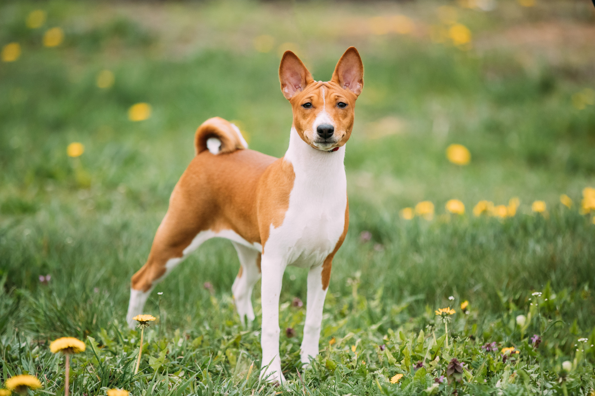 Basenji dog, Massachusetts, Missing since 2016, Owner reunion, 2500x1670 HD Desktop