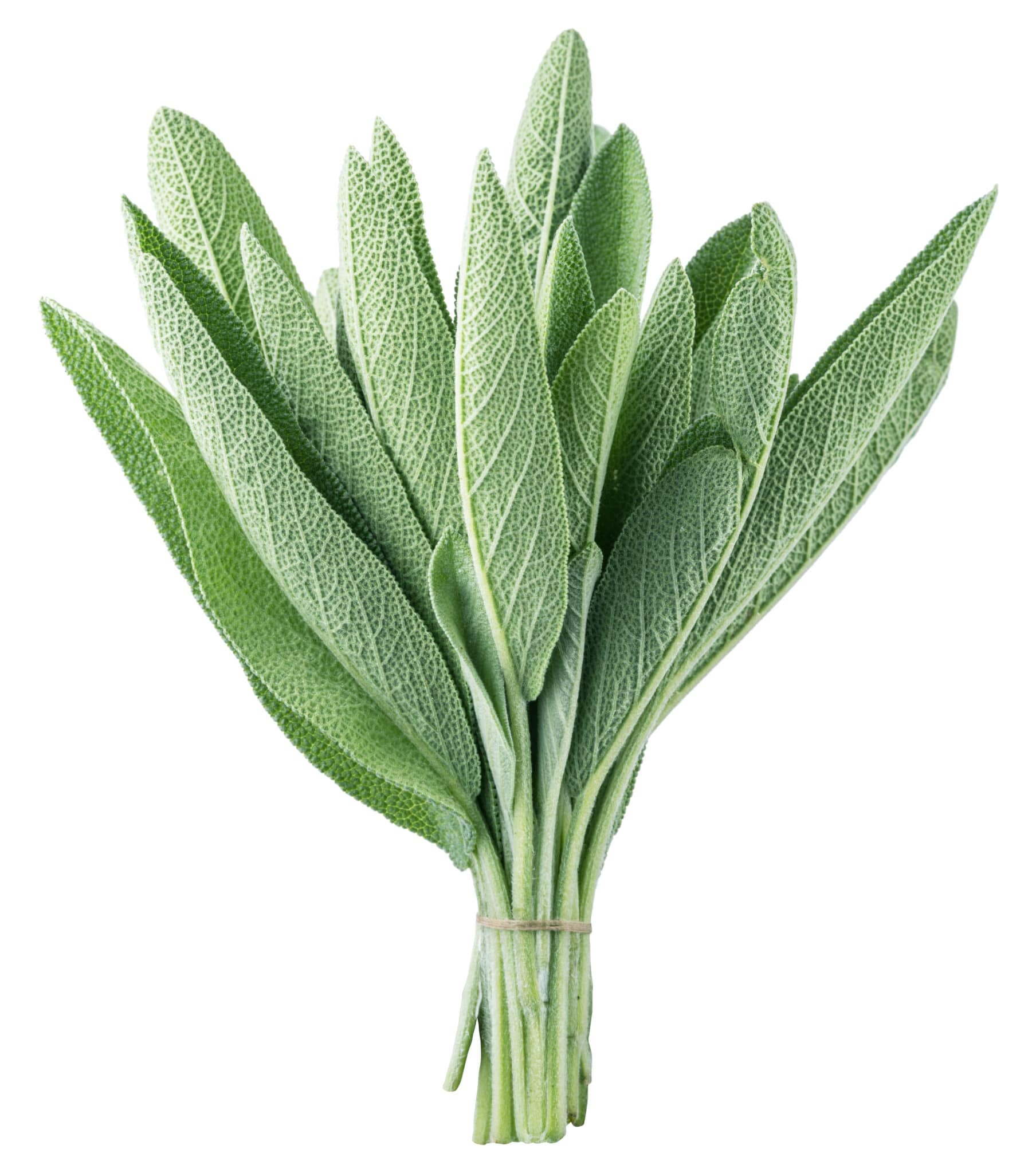 Varieties of sage, Herbal plant family, Popular culinary herb, Medicinal uses, 1810x2050 HD Handy