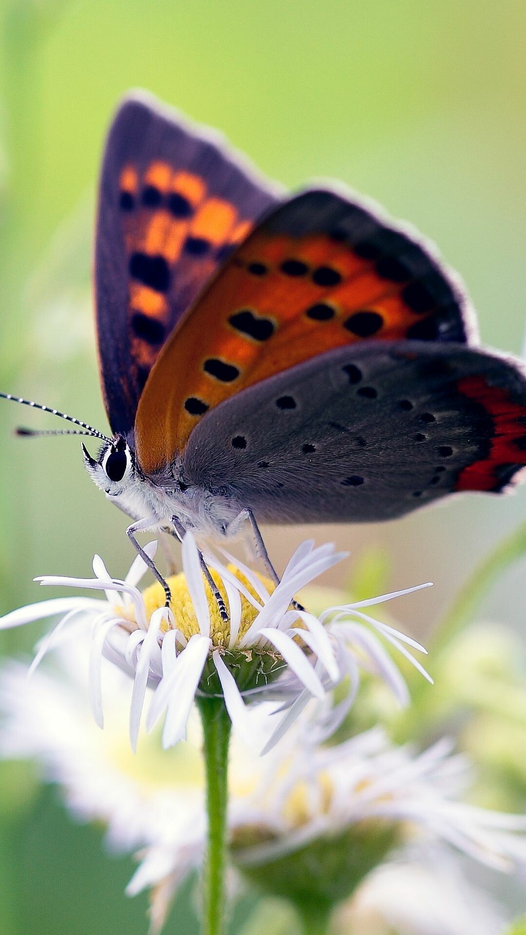 Desktop decor, Butterfly close-ups, Variety of species, Nature's art, 1080x1920 Full HD Phone