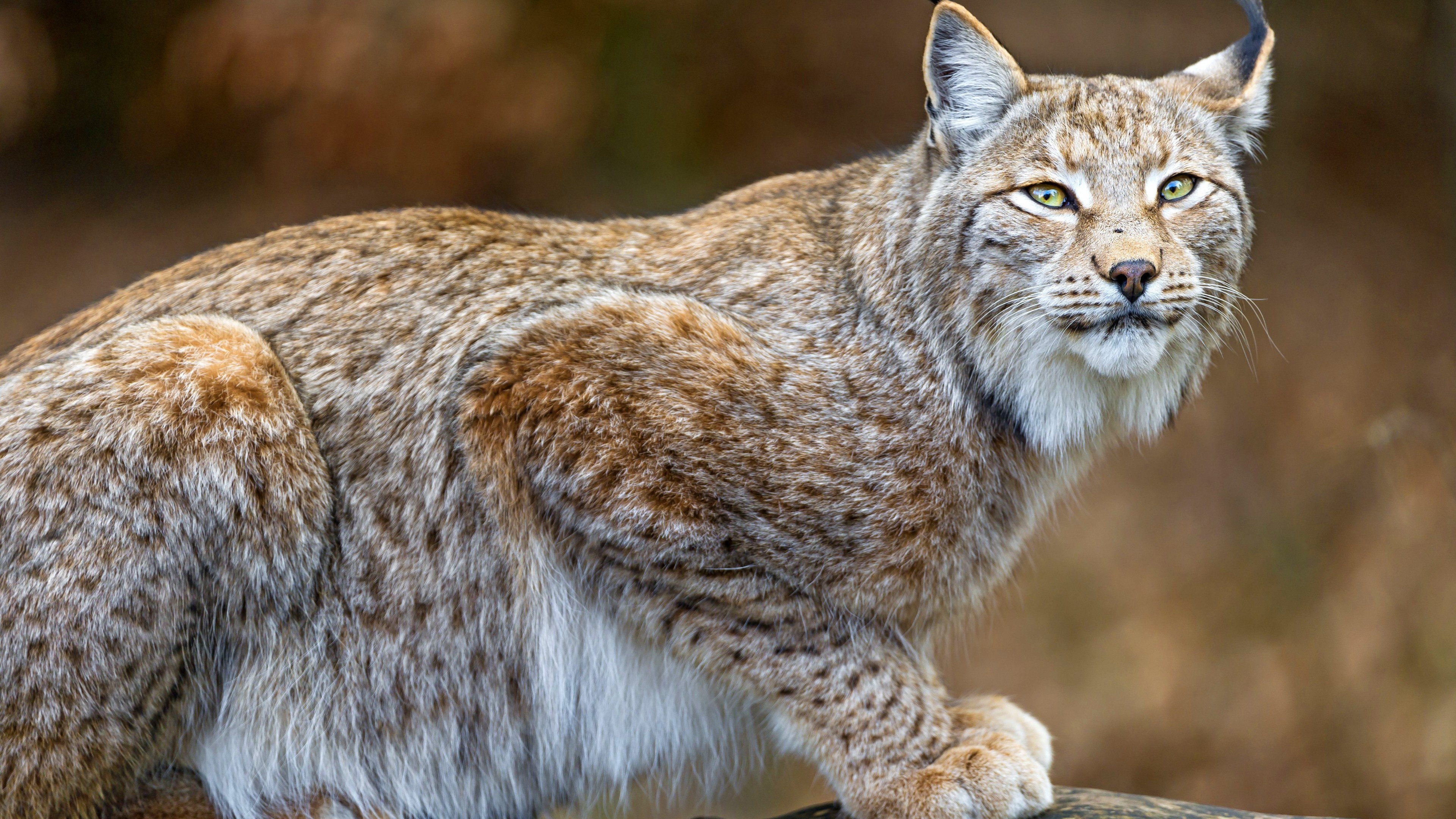 Lynx, Dangerous animals, Predator animals, 3840x2160 4K Desktop