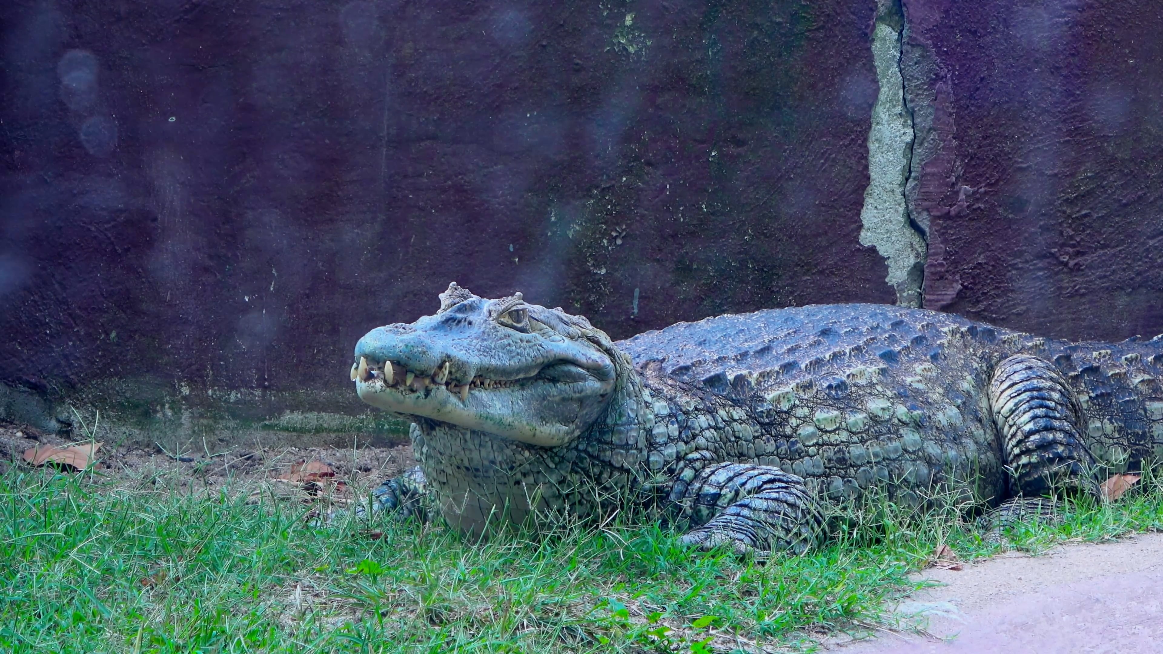 Alligator staying without move, Reptile video, Wildlife footage, Animal behavior, 3840x2160 4K Desktop