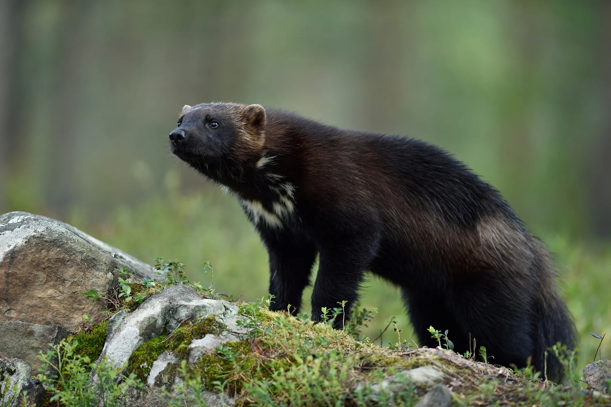 Extremely rare wolverine, Wolverine, Caught in Utah, Animals wild, 2130x1420 HD Desktop