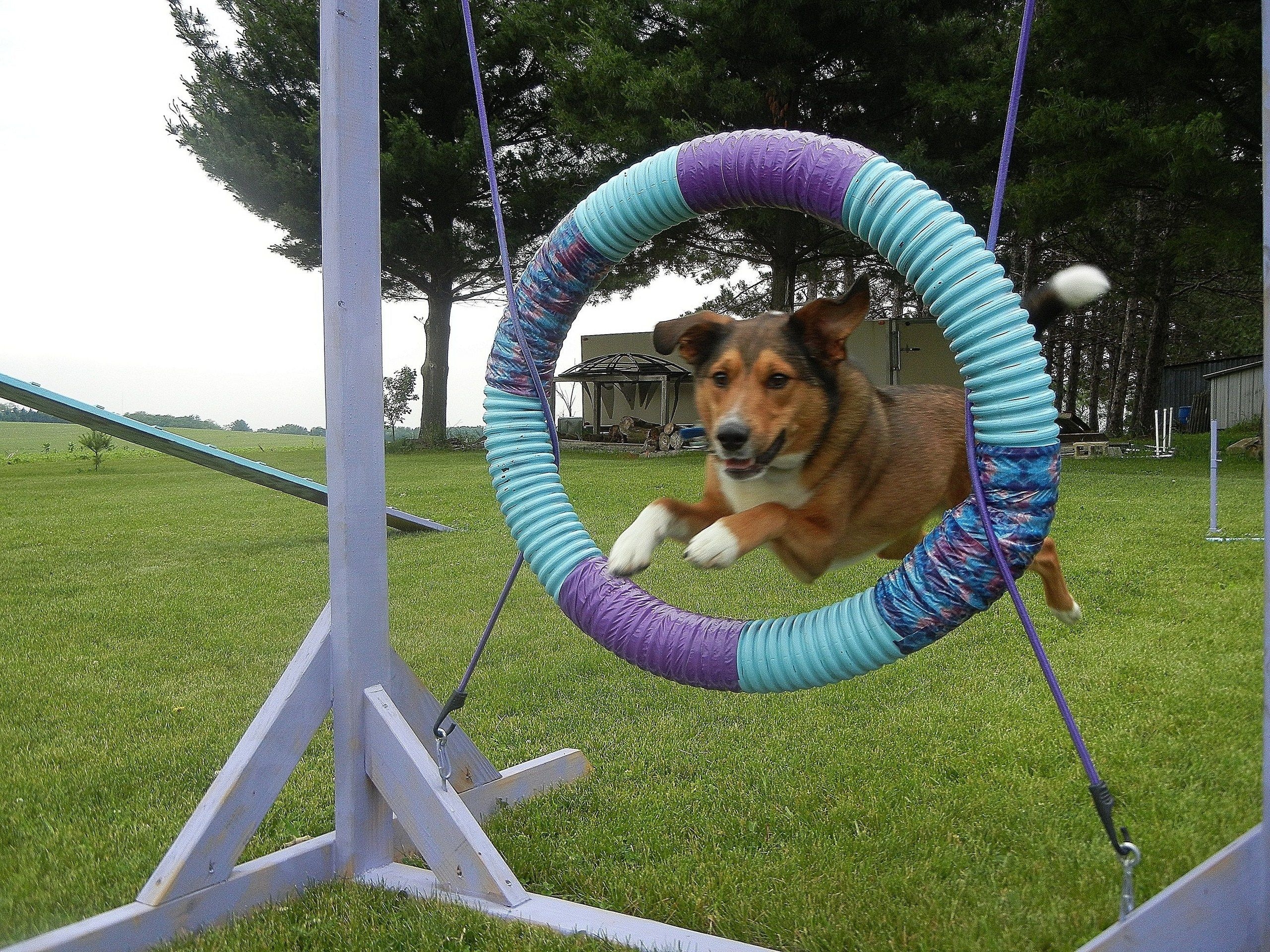 Dog Sports: Agility, A frame, Walk and Seesaw, Agility 1st Accredited Instructor. 2560x1920 HD Background.