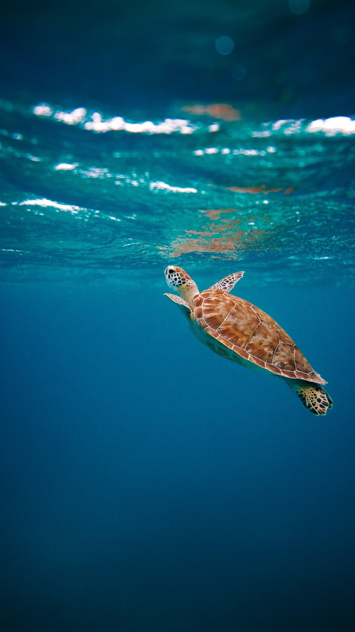 Turtle: Reptiles that have been around for over 200 million years, Ocean. 1200x2140 HD Wallpaper.