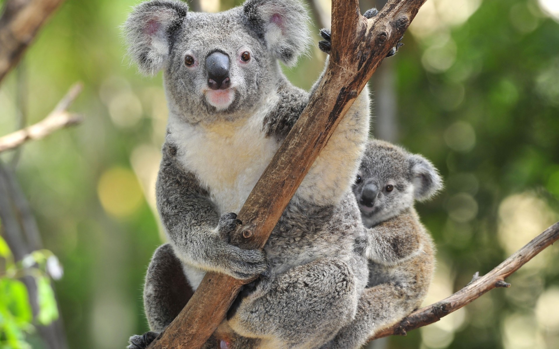 Huggable koala bears, Cute marsupials, Eucalyptus munchers, Australian wildlife, 1920x1200 HD Desktop