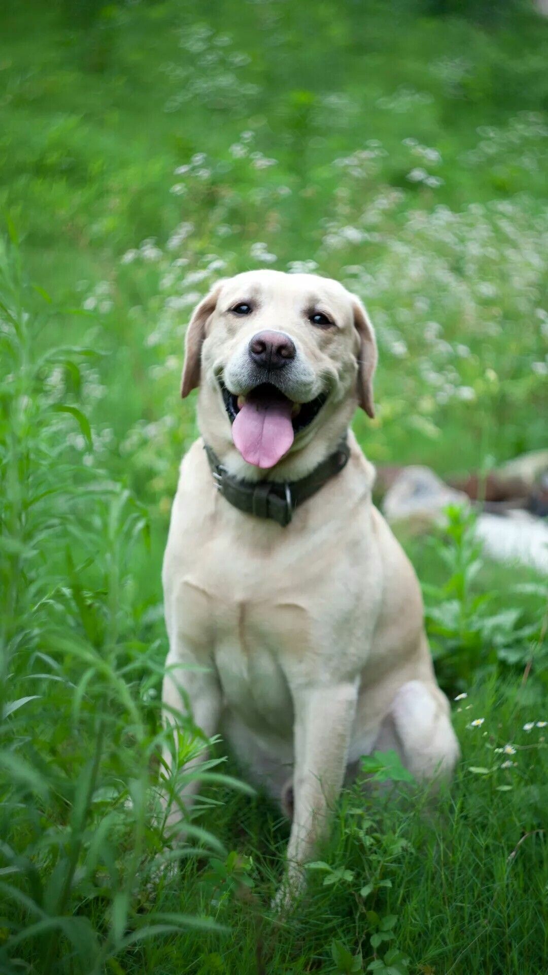 Labrador Retriever: Can be trained as a guide or assistance dog. 1080x1920 Full HD Wallpaper.