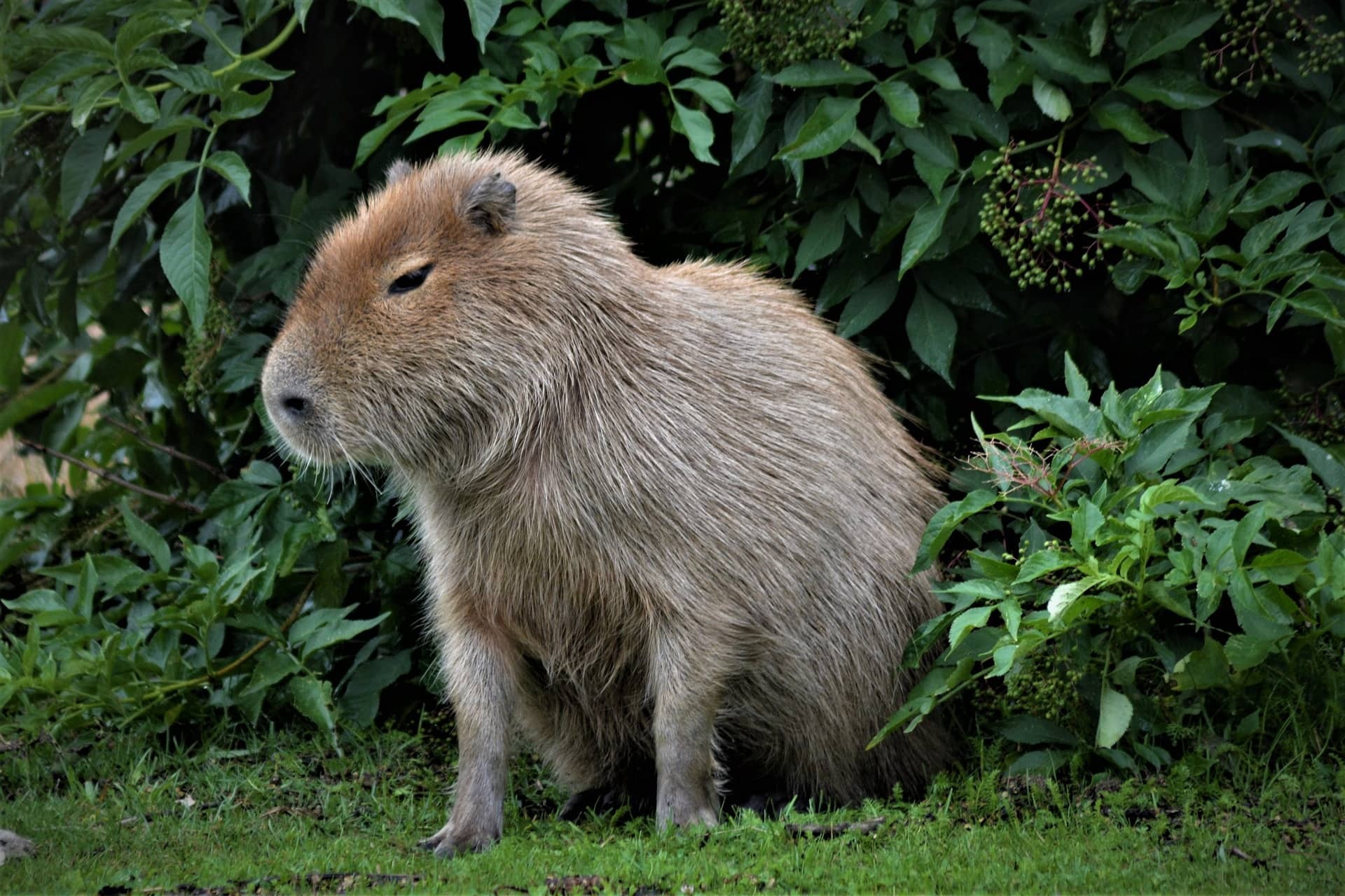 Capybara pets, Unique pets, Exotic animals, Pet care, 1920x1280 HD Desktop