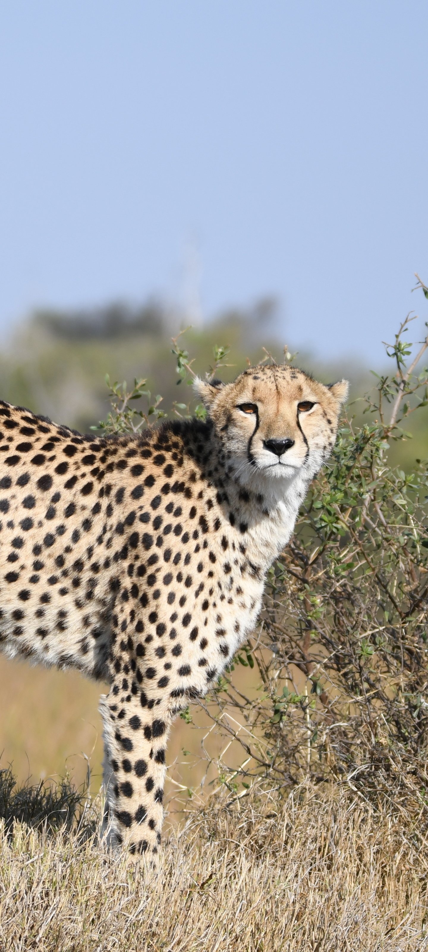 Animal cheetah, Graceful and swift, Exquisite spotted coat, African wilderness, 1440x3200 HD Handy