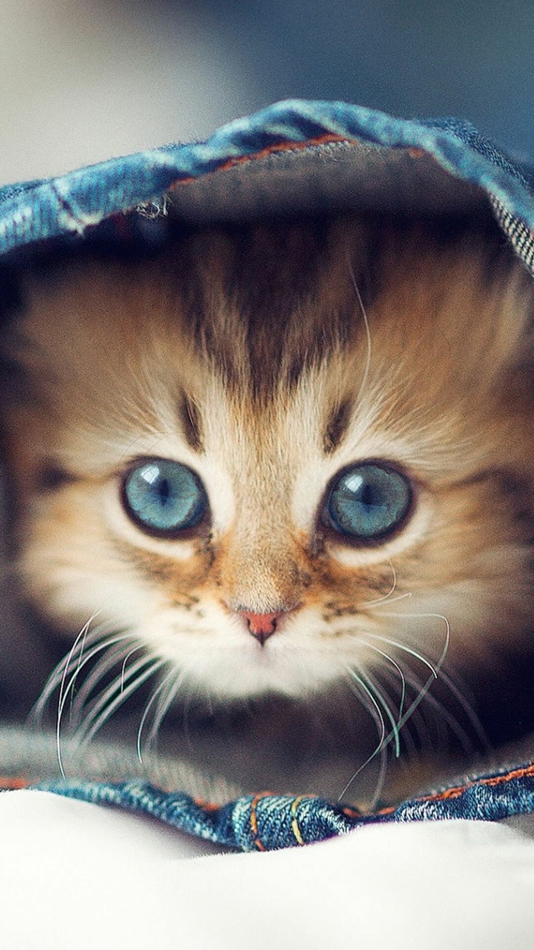 Cutest cat iPhone backgrounds, Adorable cat wallpapers, Lovely feline poses, Playful cat snapshots, 1080x1920 Full HD Phone