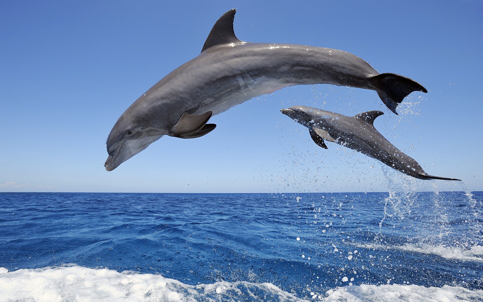 Dolphin: A number of militaries have employed dolphins for various purposes from finding mines to rescuing lost or trapped humans. 1920x1200 HD Wallpaper.