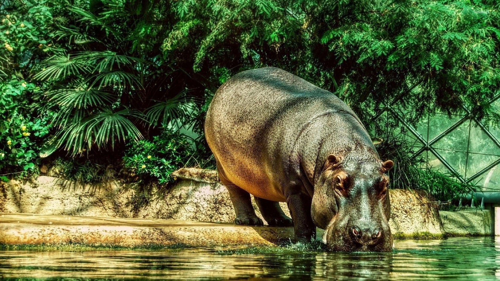 Hippo drinking water wallpaper, Animal wallpapers, Nature's beauty, Refreshing imagery, 1920x1080 Full HD Desktop