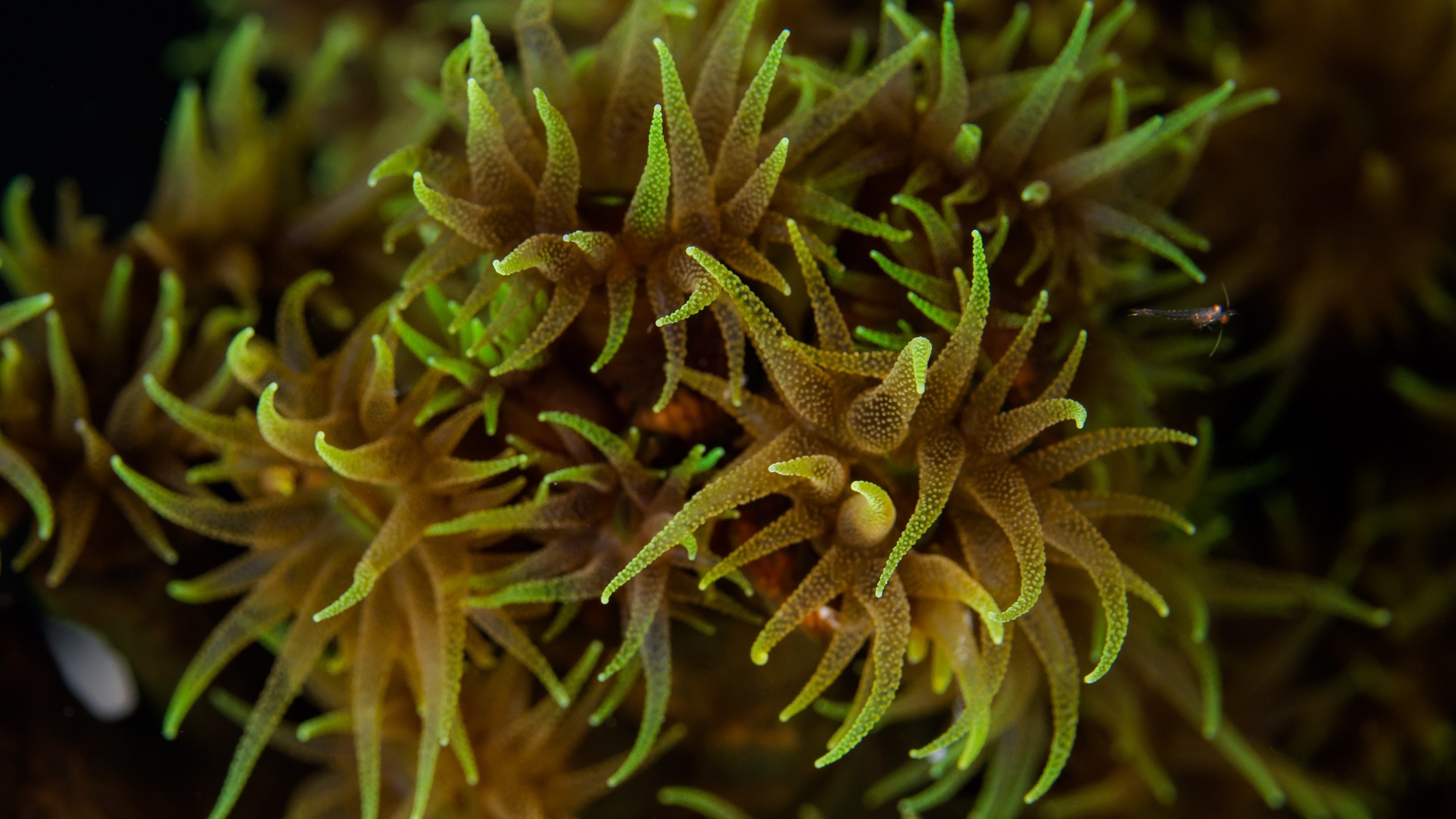 Sea Anemone, Posted by Sarah Cunningham, 3840x2160 4K Desktop