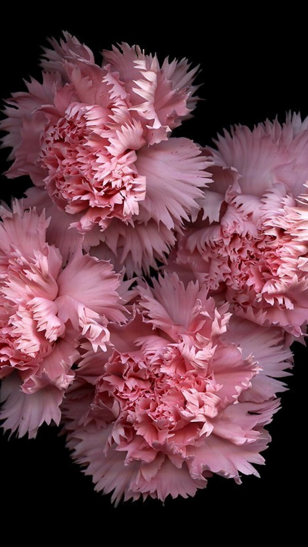 Carnation: A fragrant flower that's commonly reddish-pink but is found in a variety of colors, including white, pale pink, red, and even purple. 1080x1920 Full HD Background.