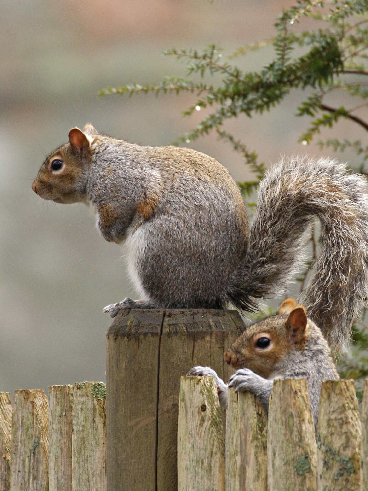 Squirrel: Nimble, bushy-tailed rodents found all over the world. 1540x2050 HD Background.