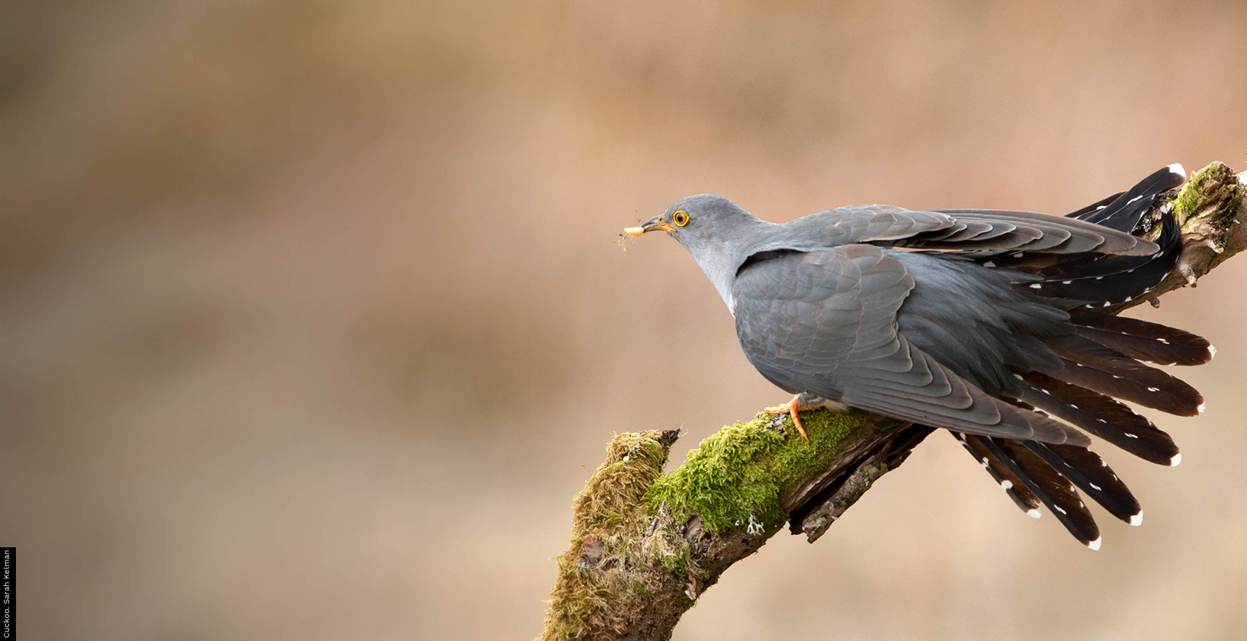 Cuckoo tracking project, Avian research, Migration mysteries, Nature's detectives, 2500x1290 HD Desktop