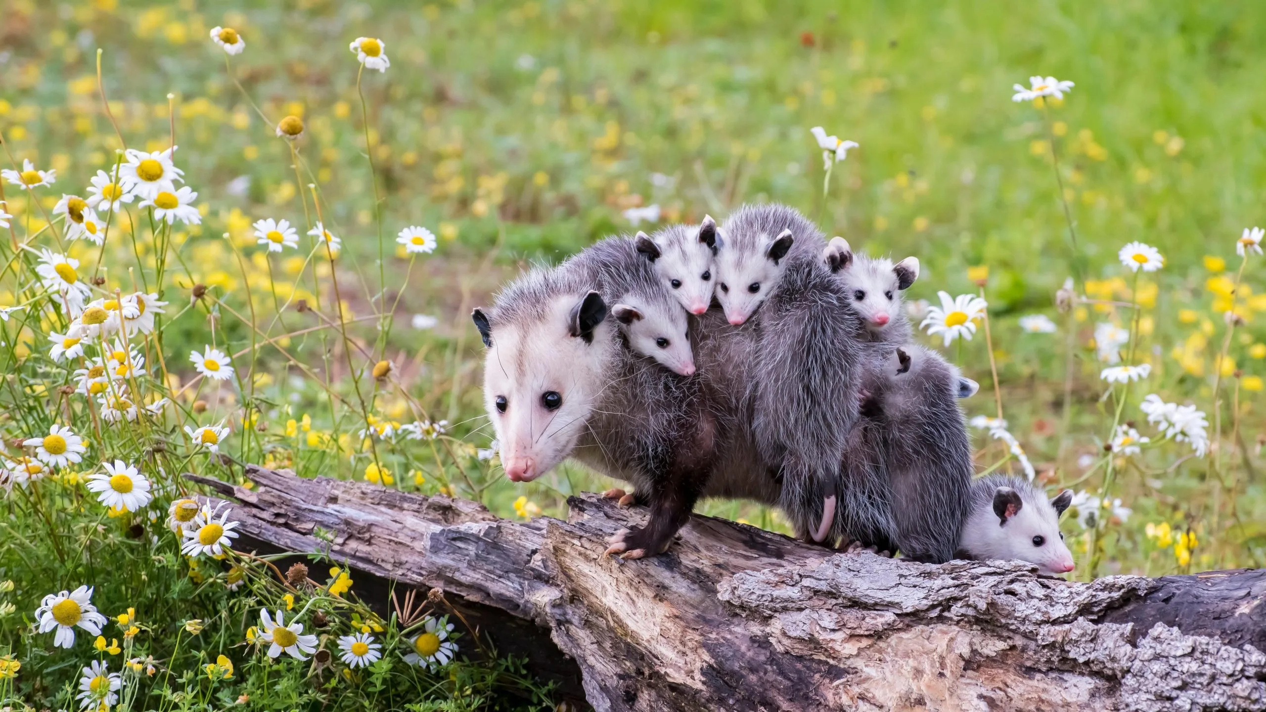 Difference between possum, Virginia opossum, Car fun stuff, Whole nest, 2560x1440 HD Desktop