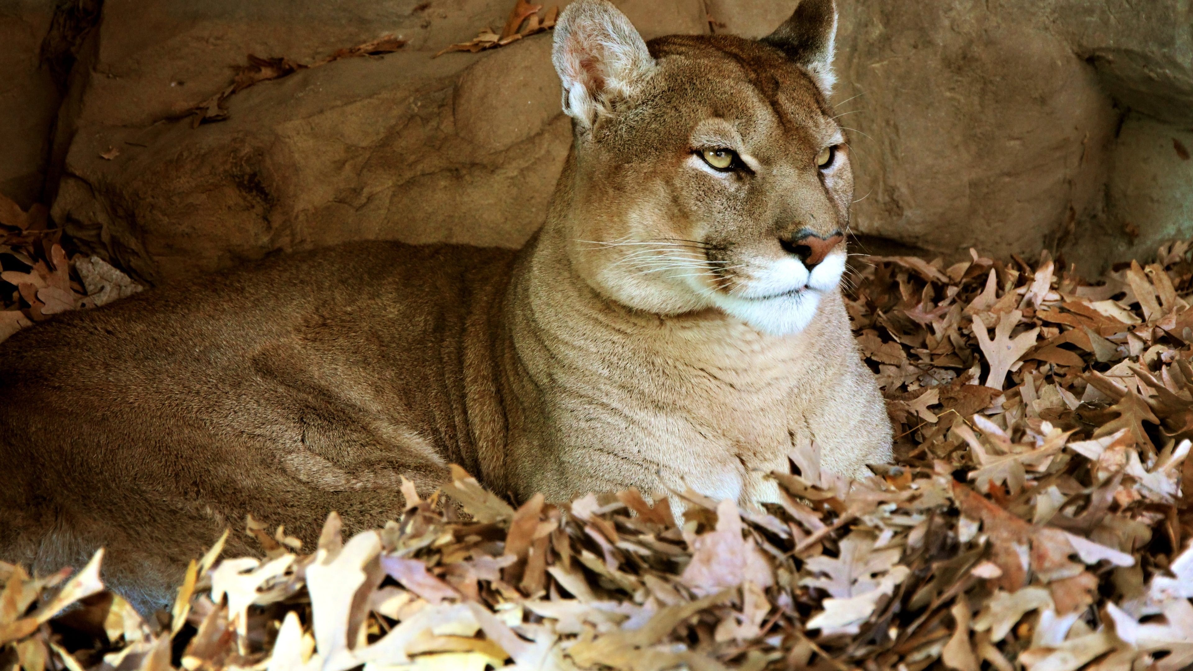 Cougar, Breathtaking scenery, Stunning presence, Untamed wilderness, 3840x2160 4K Desktop
