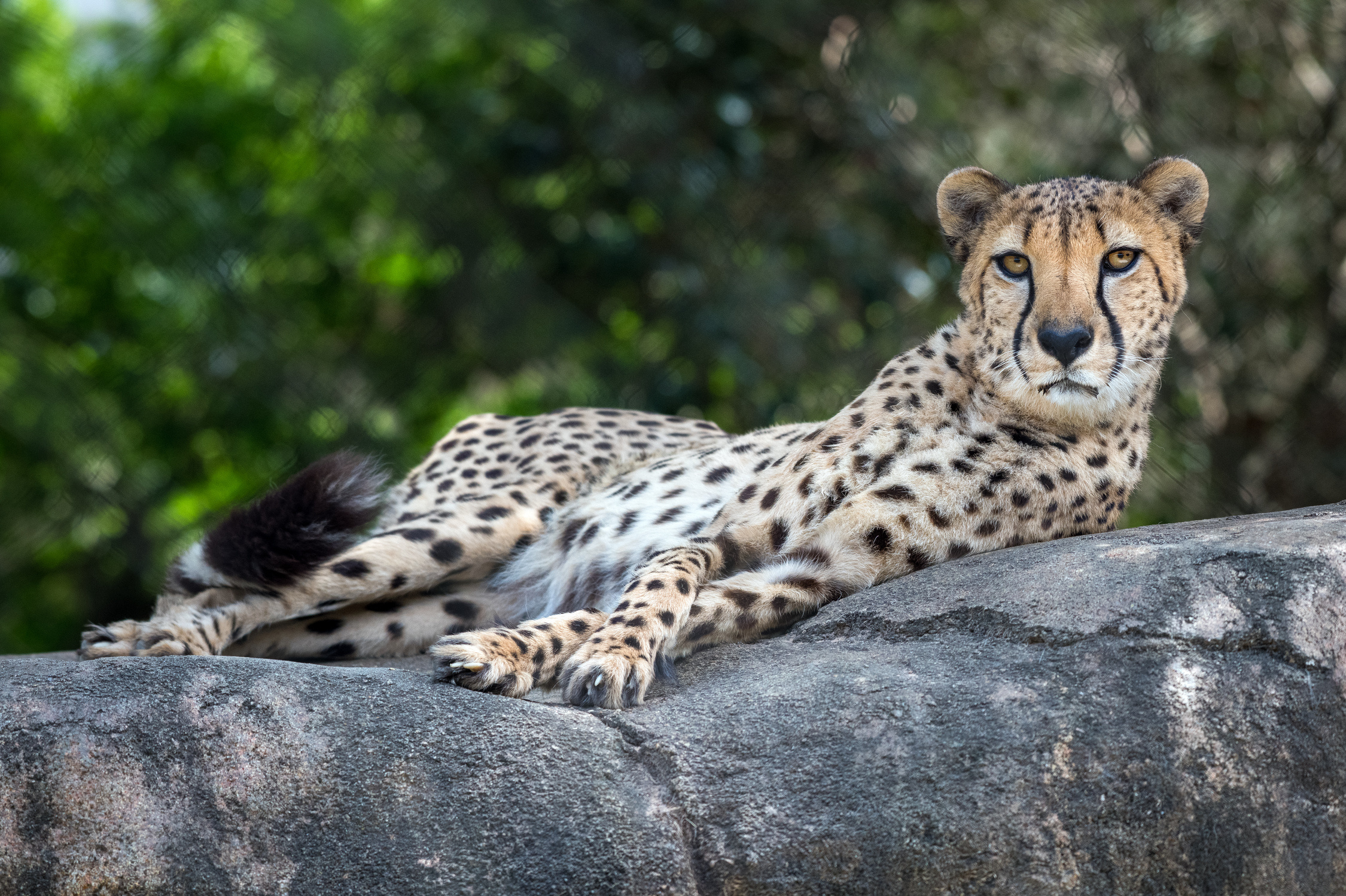 Cheetah's majestic grace, Fastest land mammal, Elegant spotted coat, Iconic African animal, 2250x1500 HD Desktop
