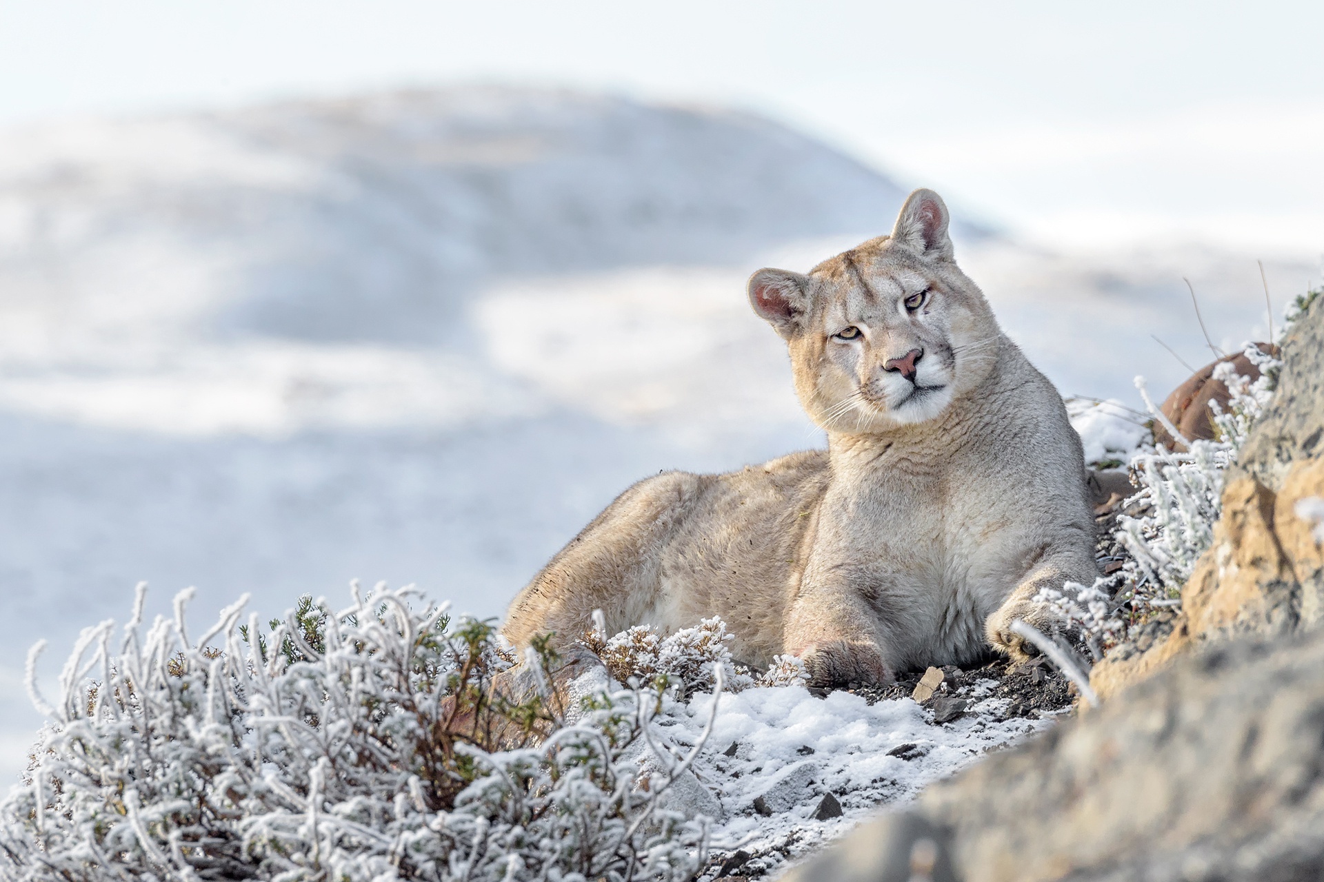 Cougar, Mighty predator, Unyielding strength, Wilderness guardian, 1920x1280 HD Desktop