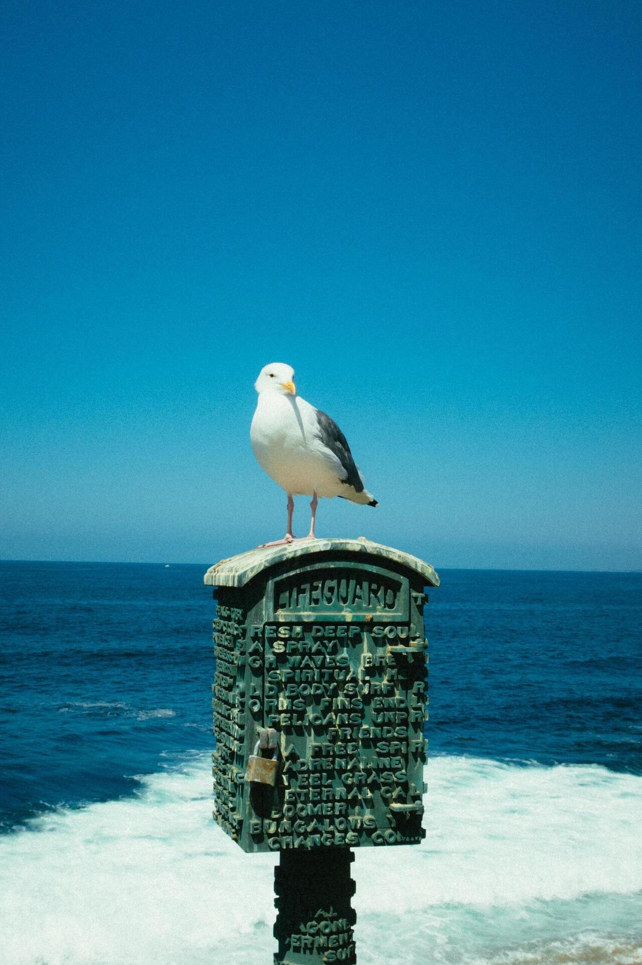 Seagull, Bird, Mobile, Wallpaper, 1280x1930 HD Phone