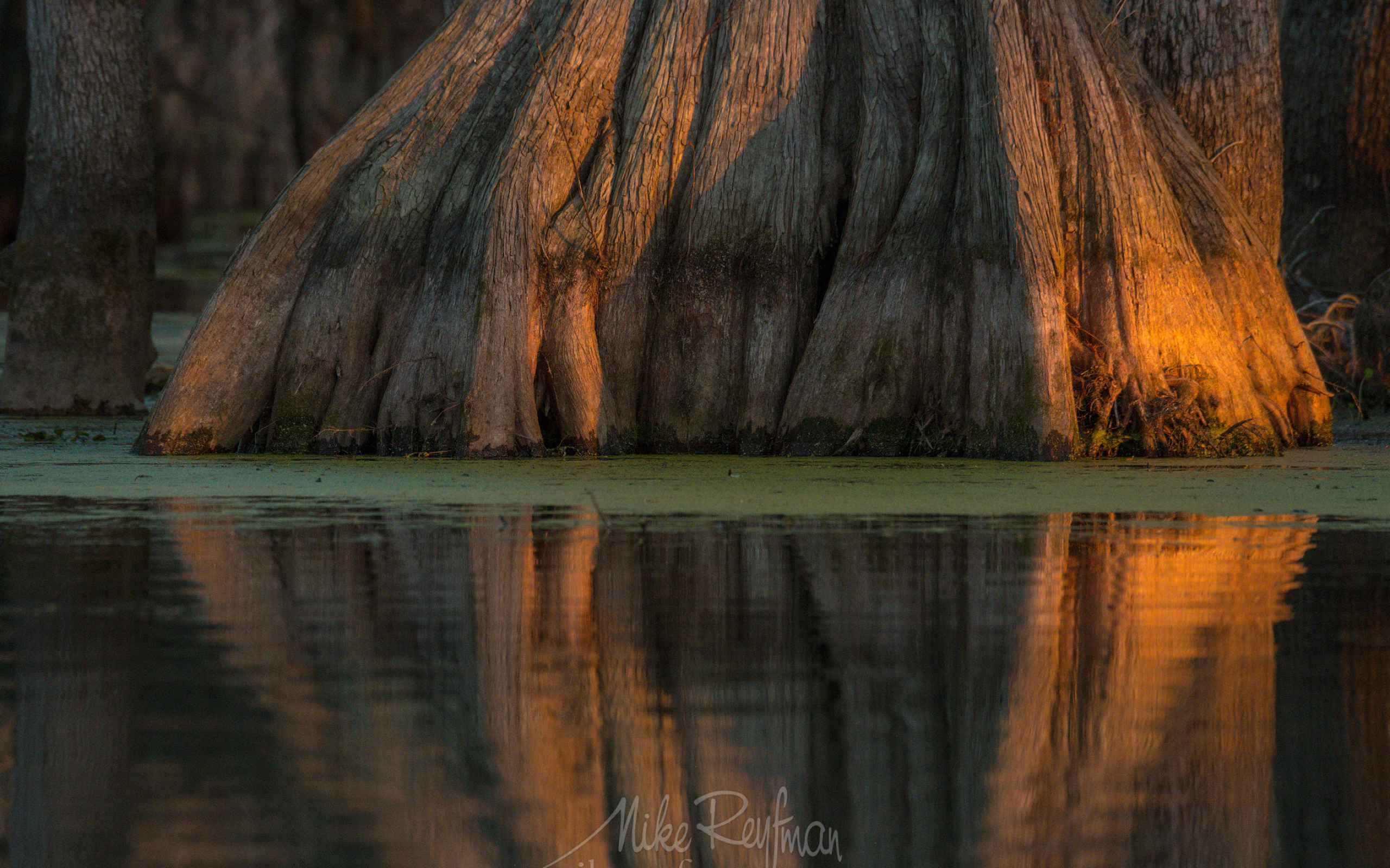 Buttressed trunks, Reflecting water, Lake Martin, Louisiana, 2560x1600 HD Desktop
