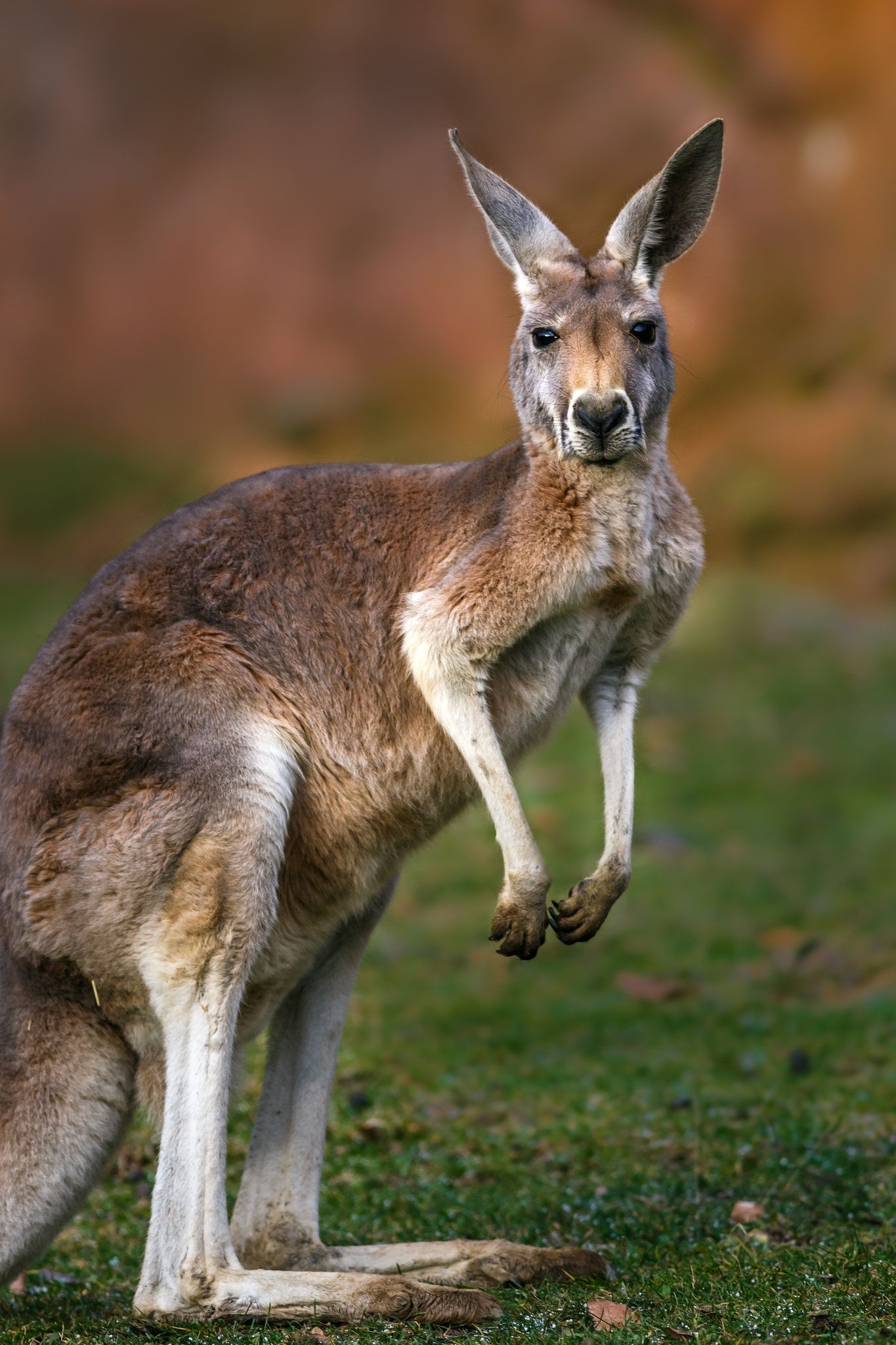 Kangaroo (Animals), Australian animals, Animal kingdom, Wildlife diversity, 1370x2050 HD Phone