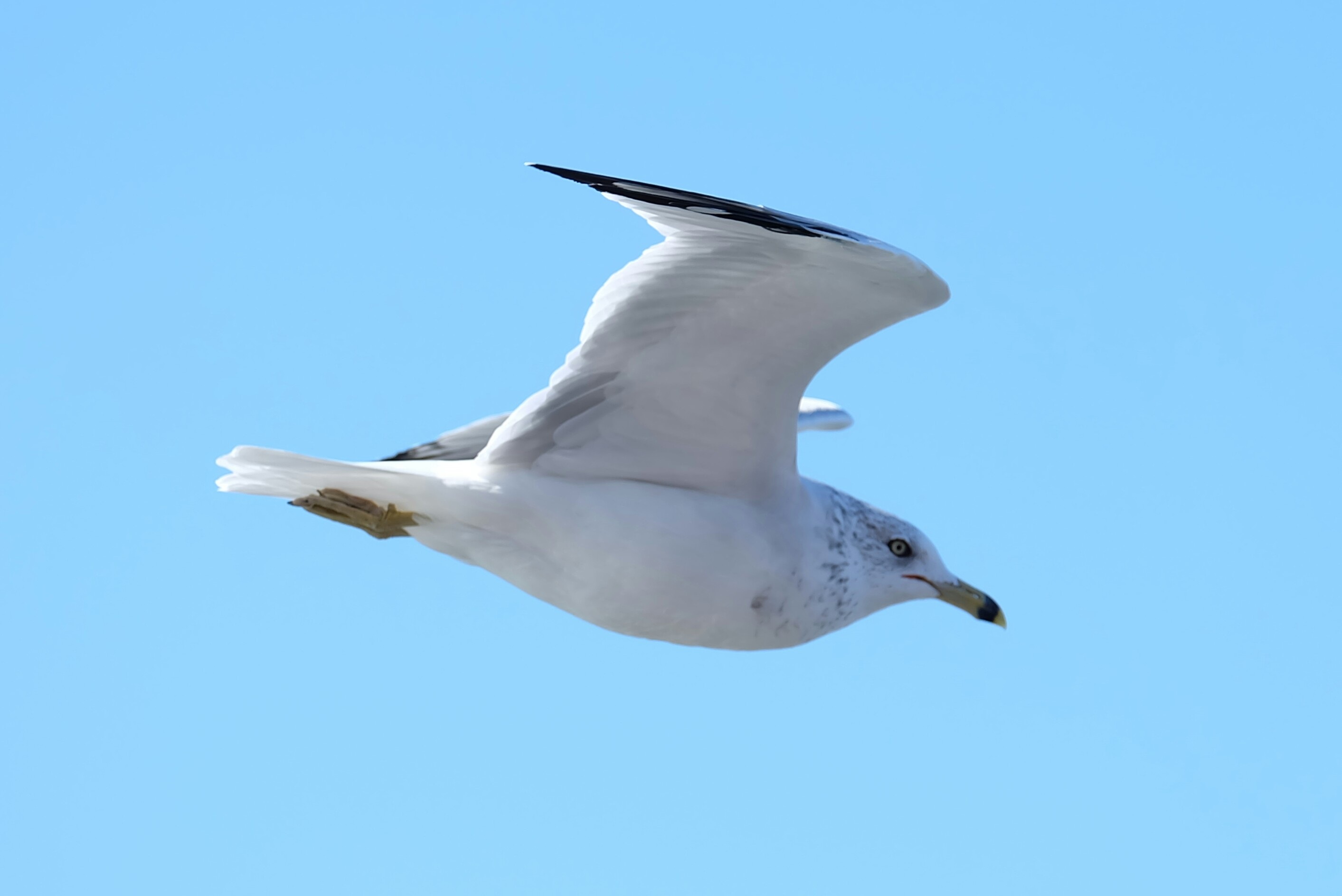 Flawless beauty, Perfectly captured, Free image download, Seagull charm, 2830x1890 HD Desktop