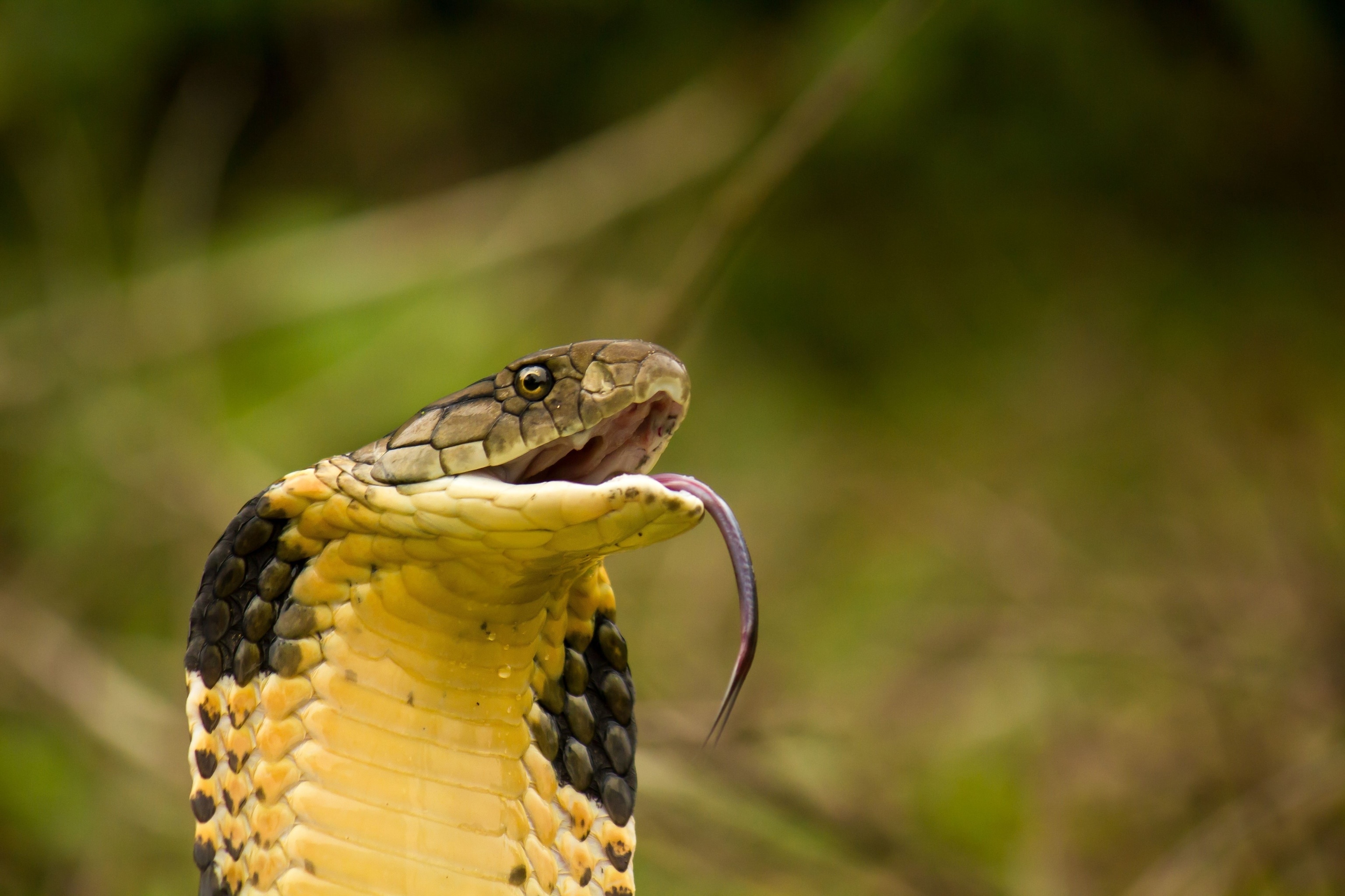 King Cobra facts, Reptile wonder explored, Wildlife photography, Animal fascination, 3080x2050 HD Desktop