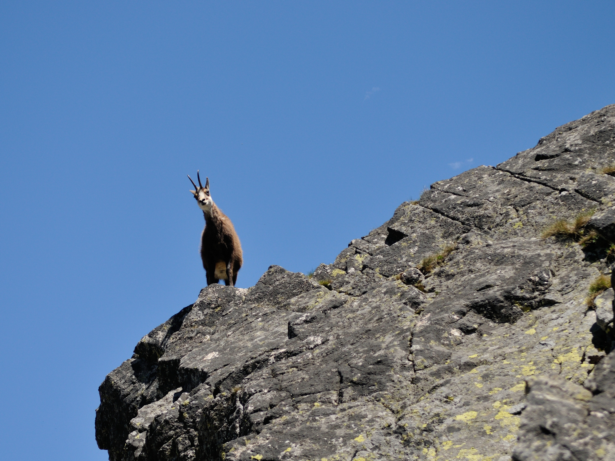 Hiking with chamois, High Tatras adventure, Captivating wildlife, Mountain wanderlust, 2000x1500 HD Desktop