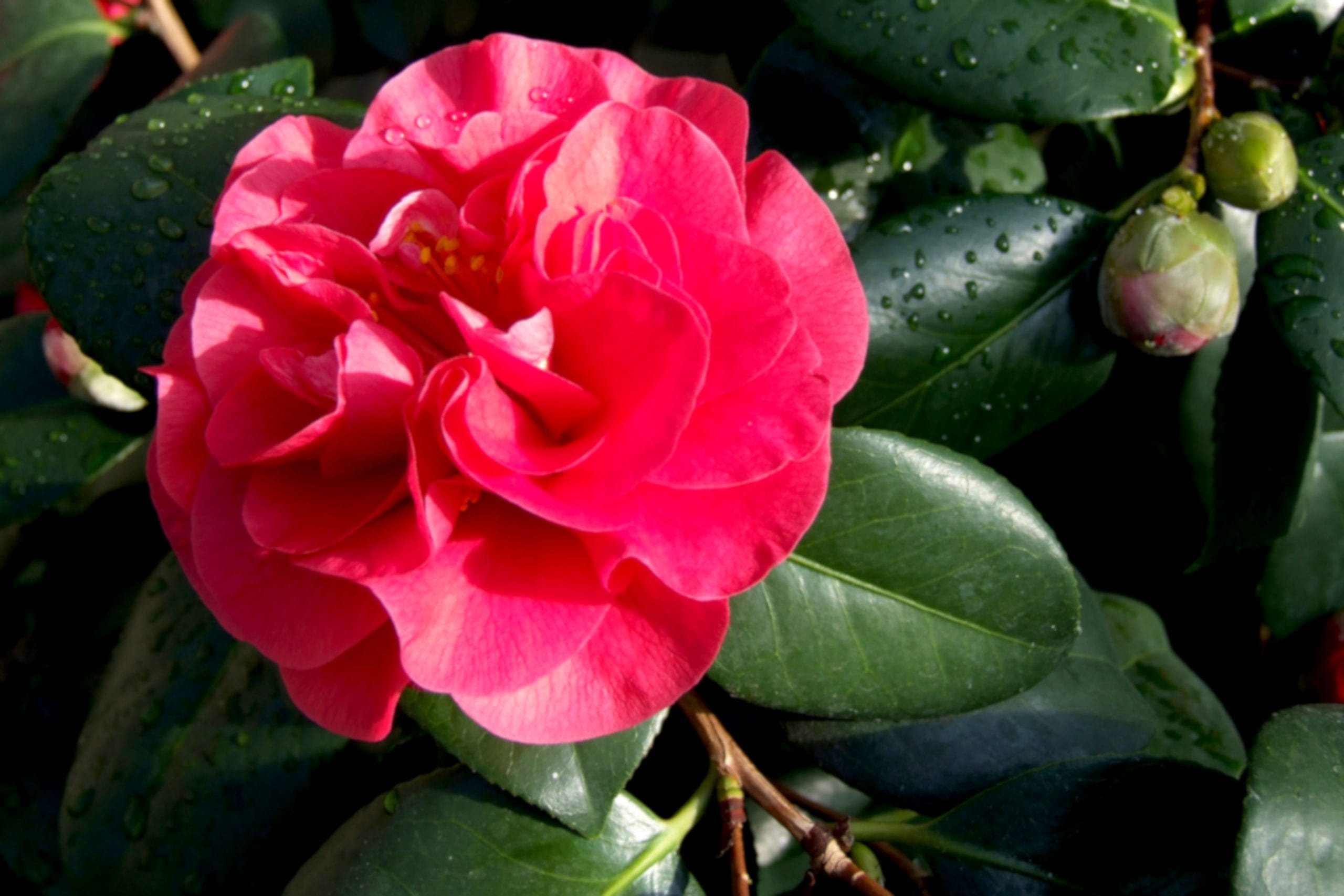 Plant of the month, Camellia, Camellia, Plant, 2560x1710 HD Desktop