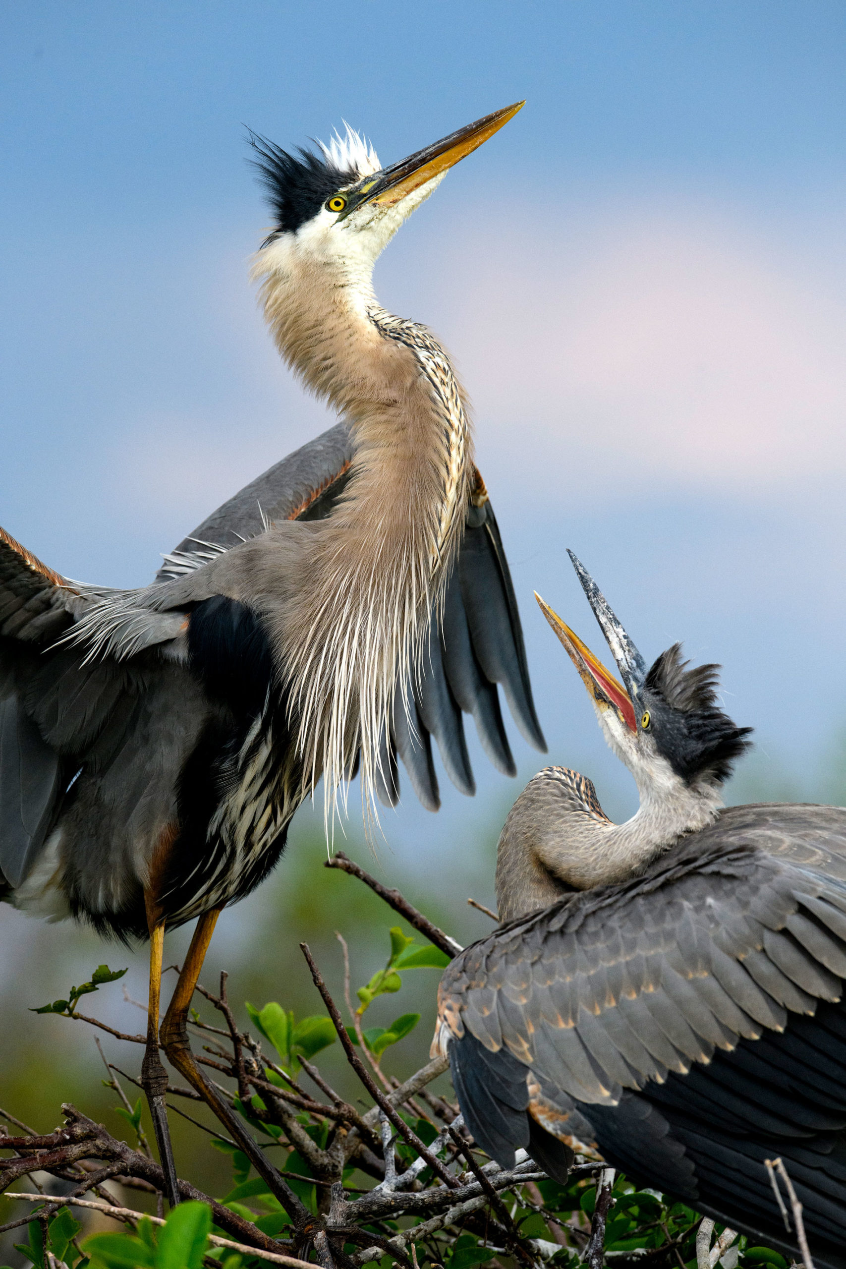 Great Blue Heron birds, Nesting behavior, Fascinating creatures, Birdwatching, 1710x2560 HD Phone