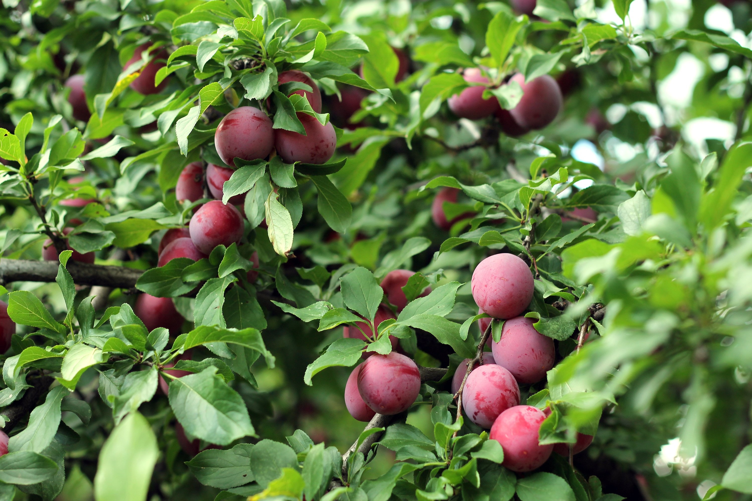 Cherry plum, Berry tree, Harvest time, Summer beauty, 3000x2000 HD Desktop