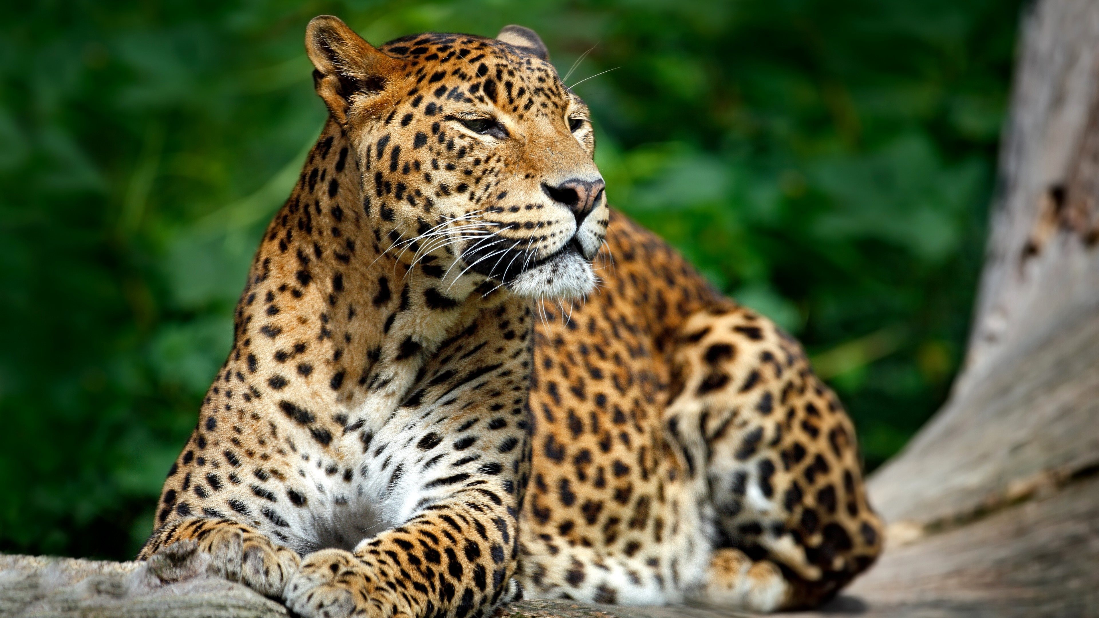 Leopard wildlife predators, High quality pictures, 3840x2160 4K Desktop