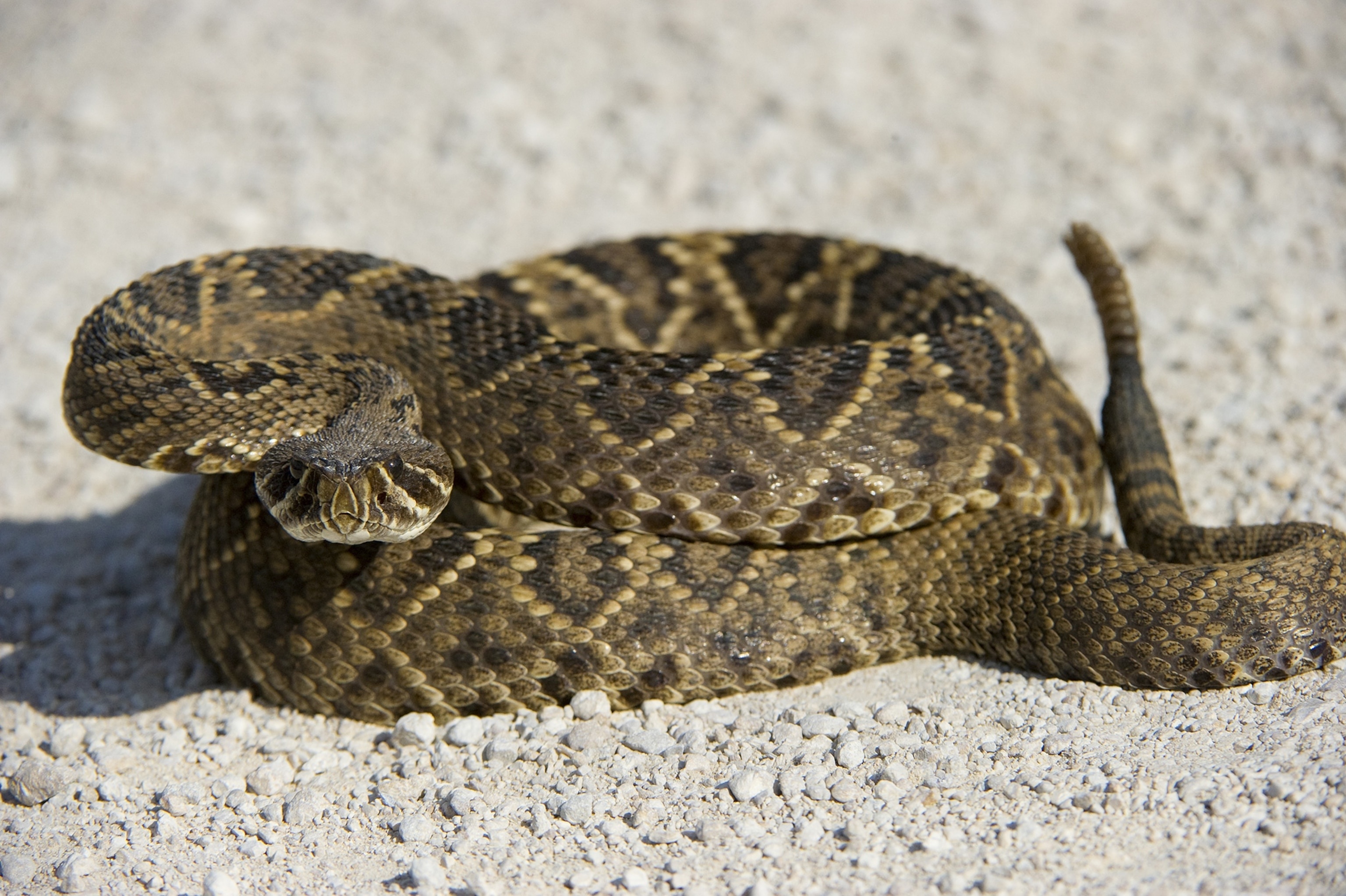 Eastern diamondback rattlesnake, National Geographic's wonder, Reptile's kingdom, Untamed majesty, 3080x2050 HD Desktop