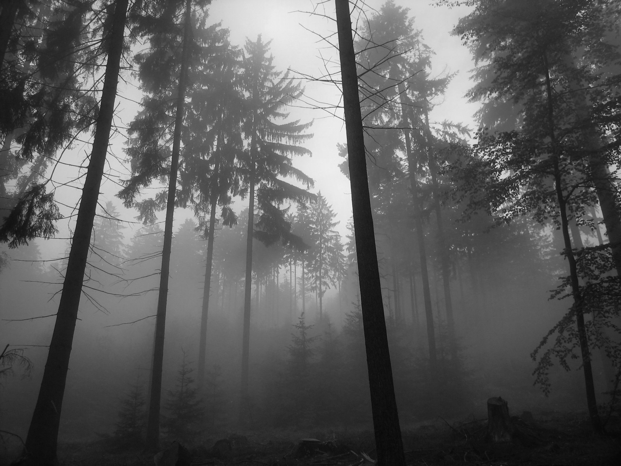 Haunted Forest, Dark Woods, Foggy Atmosphere, Creepy, 2600x1950 HD Desktop