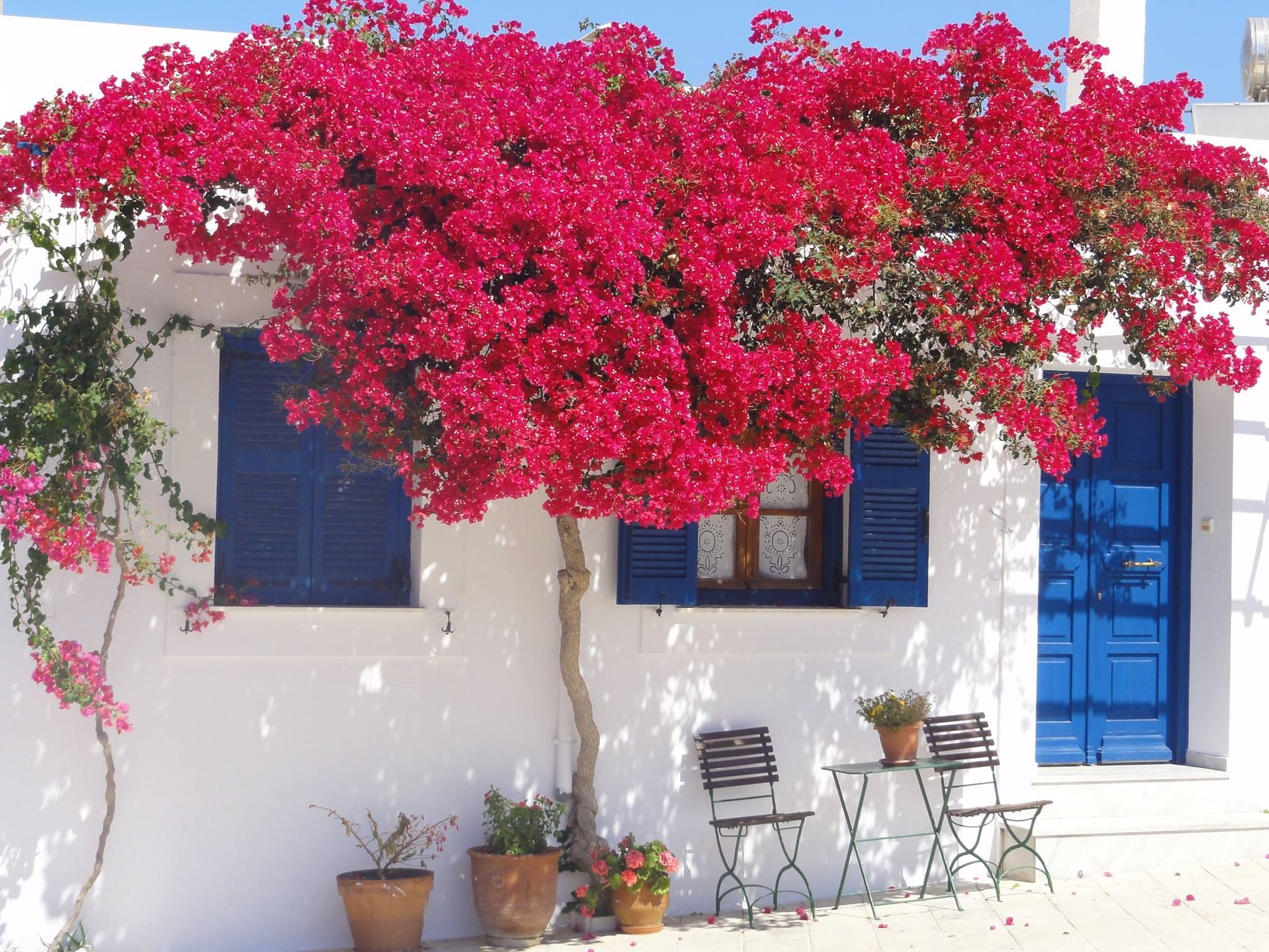 Paros Greece outdoor gardens tropical landscaping, 2050x1540 HD Desktop