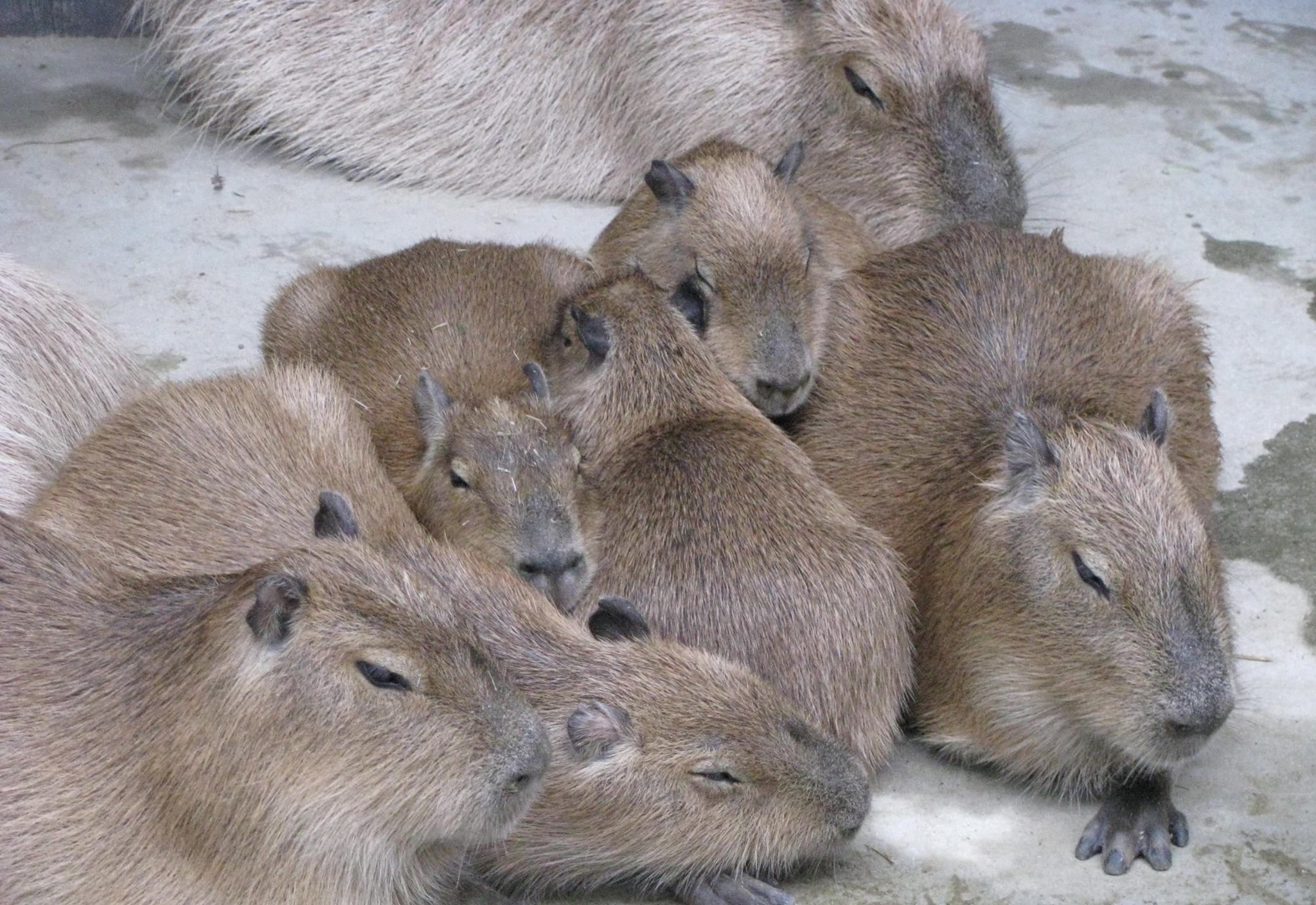 Capybara phone wallpaper, Desktop background, Cute animal pictures, Wholesome content, 2050x1410 HD Desktop