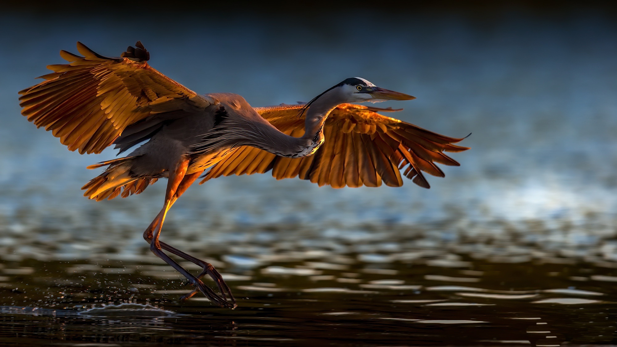 Great blue heron, Wetland bird, Majestic creature, Aquatic habitat, 2000x1130 HD Desktop