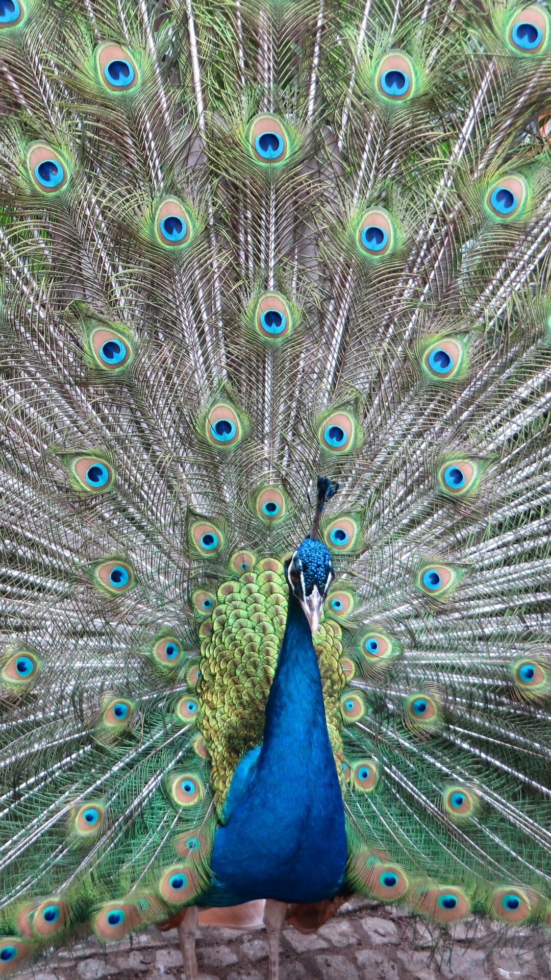 Peacock: The Indian Peafowl has very flashy plumage, with a bright blue head and neck. 1080x1920 Full HD Wallpaper.