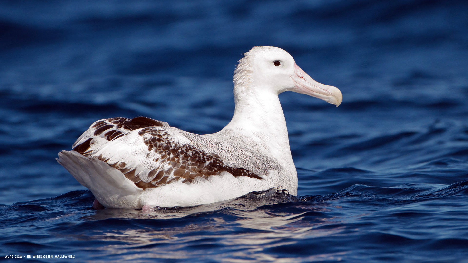 Wandering albatross, Grace in movement, Ethereal bird, Pristine white plumage, 1920x1080 Full HD Desktop