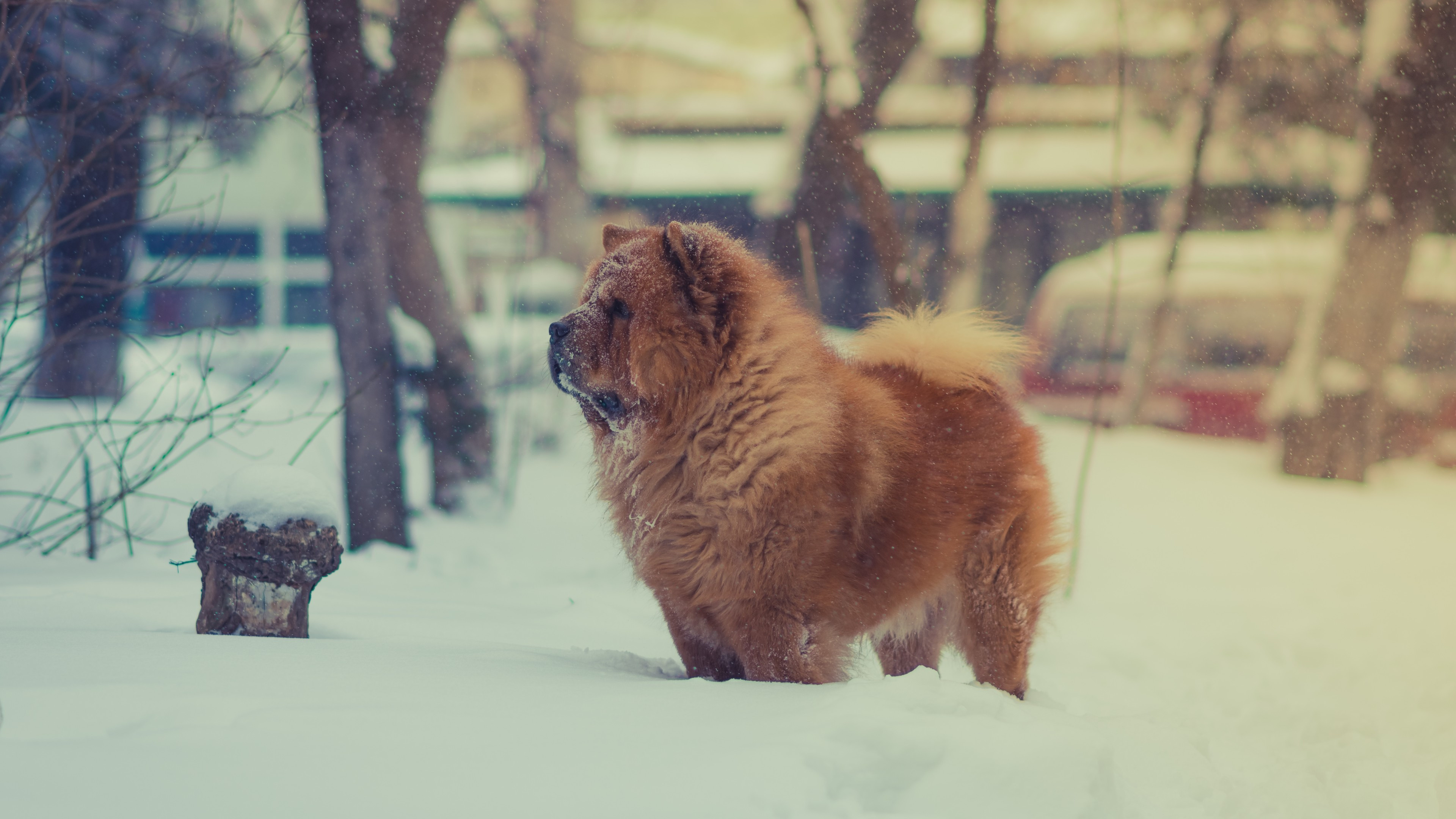 Chow Chow in snow, Fluffy dog, Standing on snow, UHD TV wallpaper, 3840x2160 4K Desktop