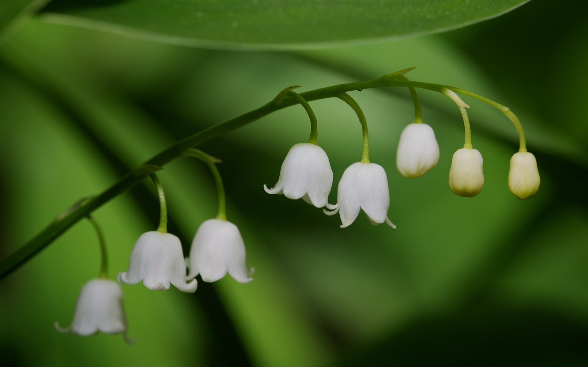 Lily of the Valley: This shade-loving plant is a tough and reliable ground cover that will grow almost everywhere in the country. 1920x1200 HD Background.