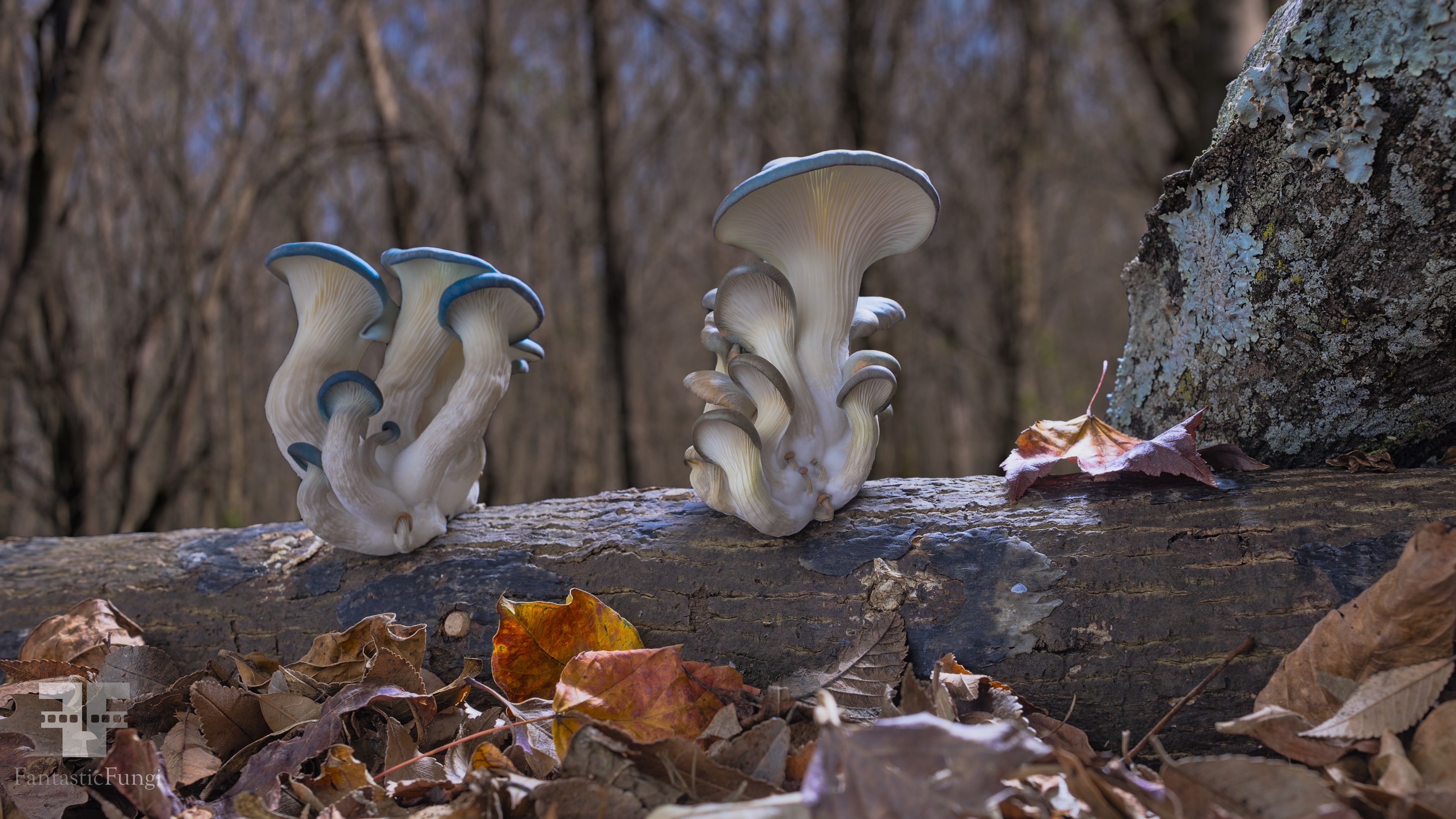 Oyster mushrooms, Artistic expression, Sacred texts, Local events, 3840x2160 4K Desktop