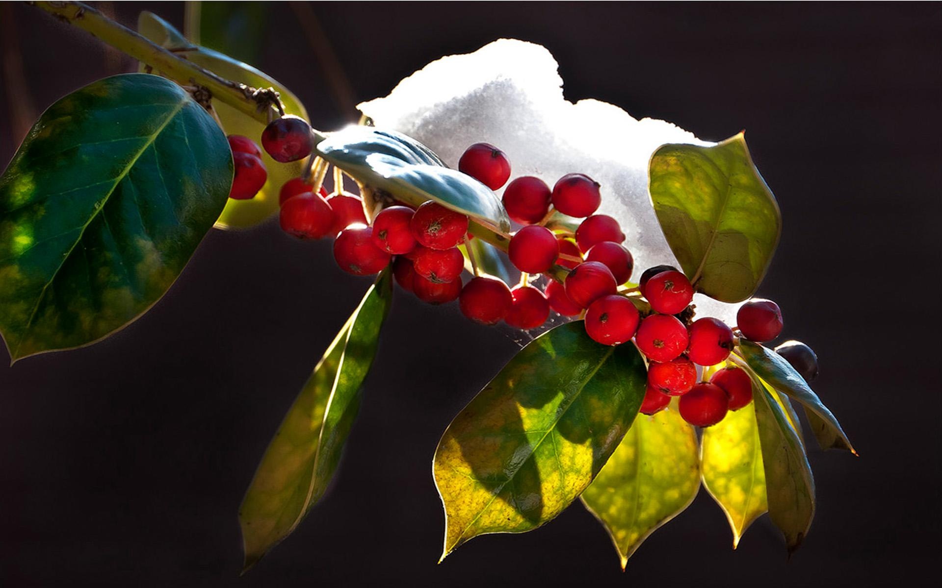 Holly Tree, Winter holly wallpaper, Nature's canvas, Landscape charm, 1920x1200 HD Desktop