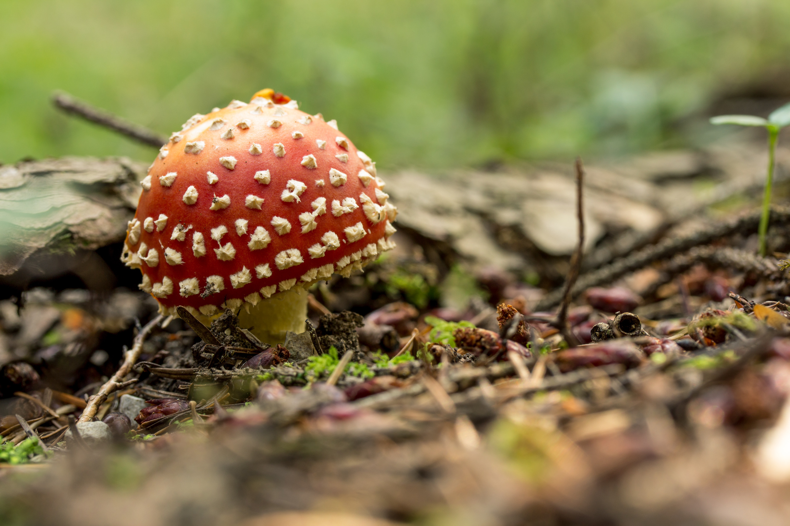 Nature's wallpaper, Forest moss, Fungus amanita, Muscaria fly agaric, 2560x1710 HD Desktop