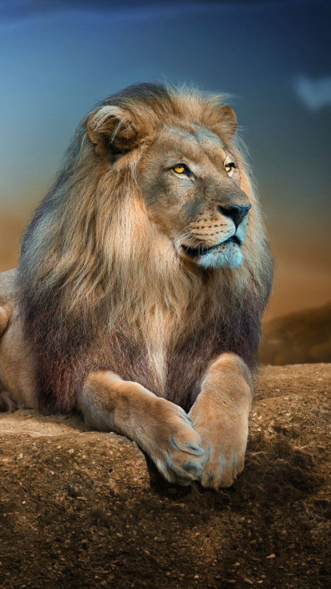 Lion: Both males and females roar, A sound heard as far as 8 kilometers away. 1080x1920 Full HD Background.