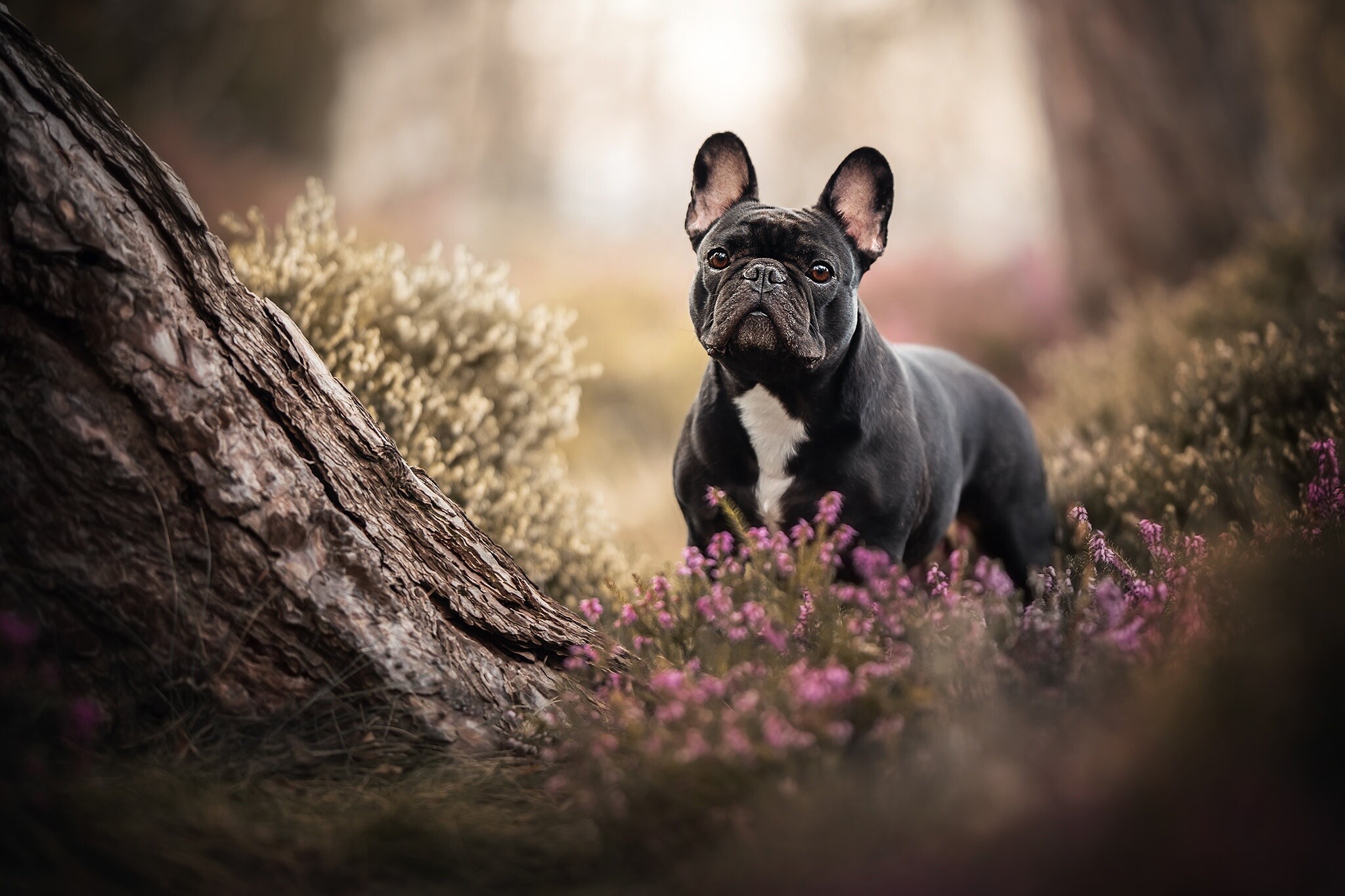 French Bulldog: Forest, One of the most popular pet dogs in the world. 2050x1370 HD Wallpaper.