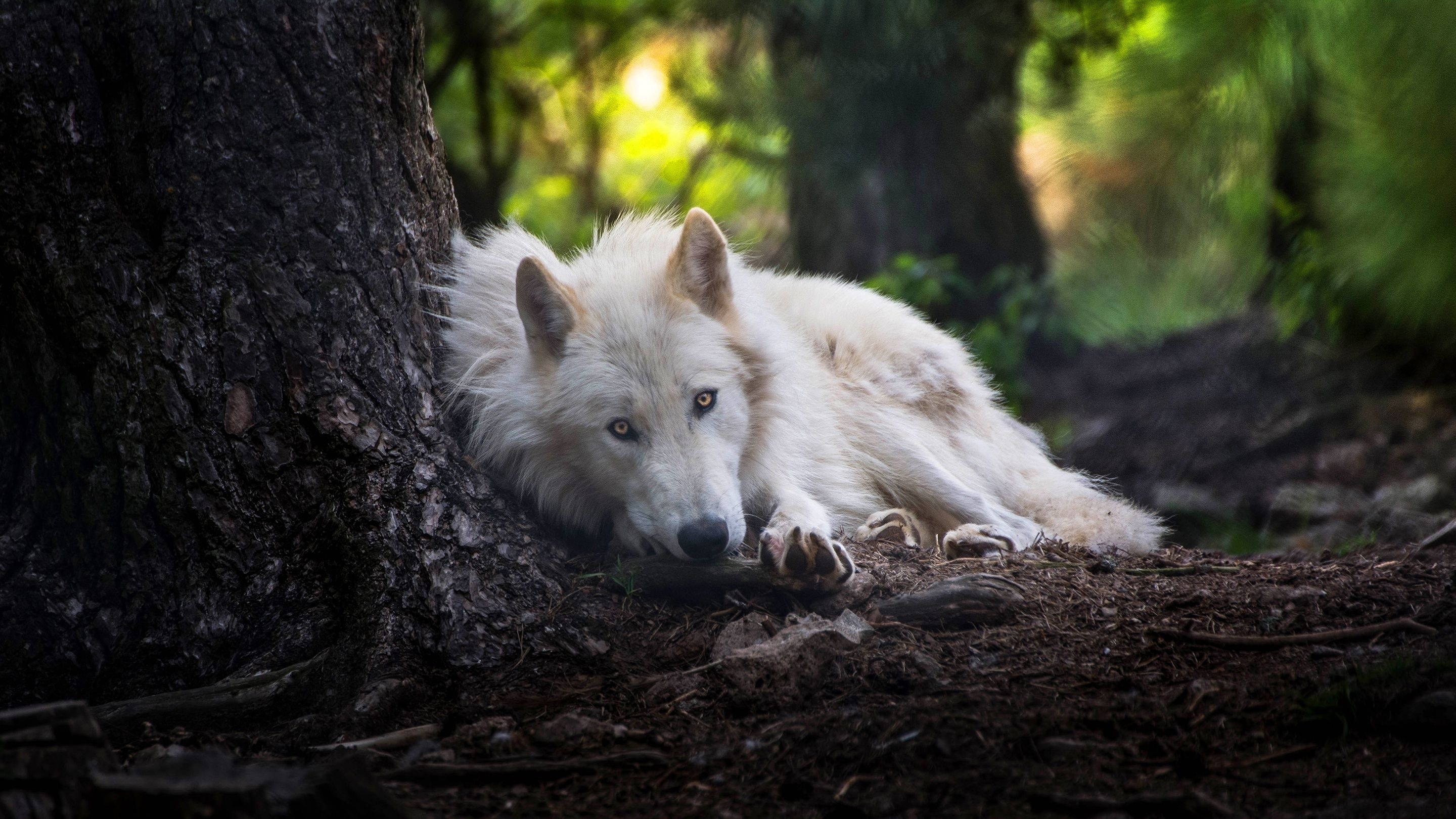 Arctic Wolf, White wolf laptop wallpapers, Snowy landscapes, Arctic serenity, 2880x1620 HD Desktop