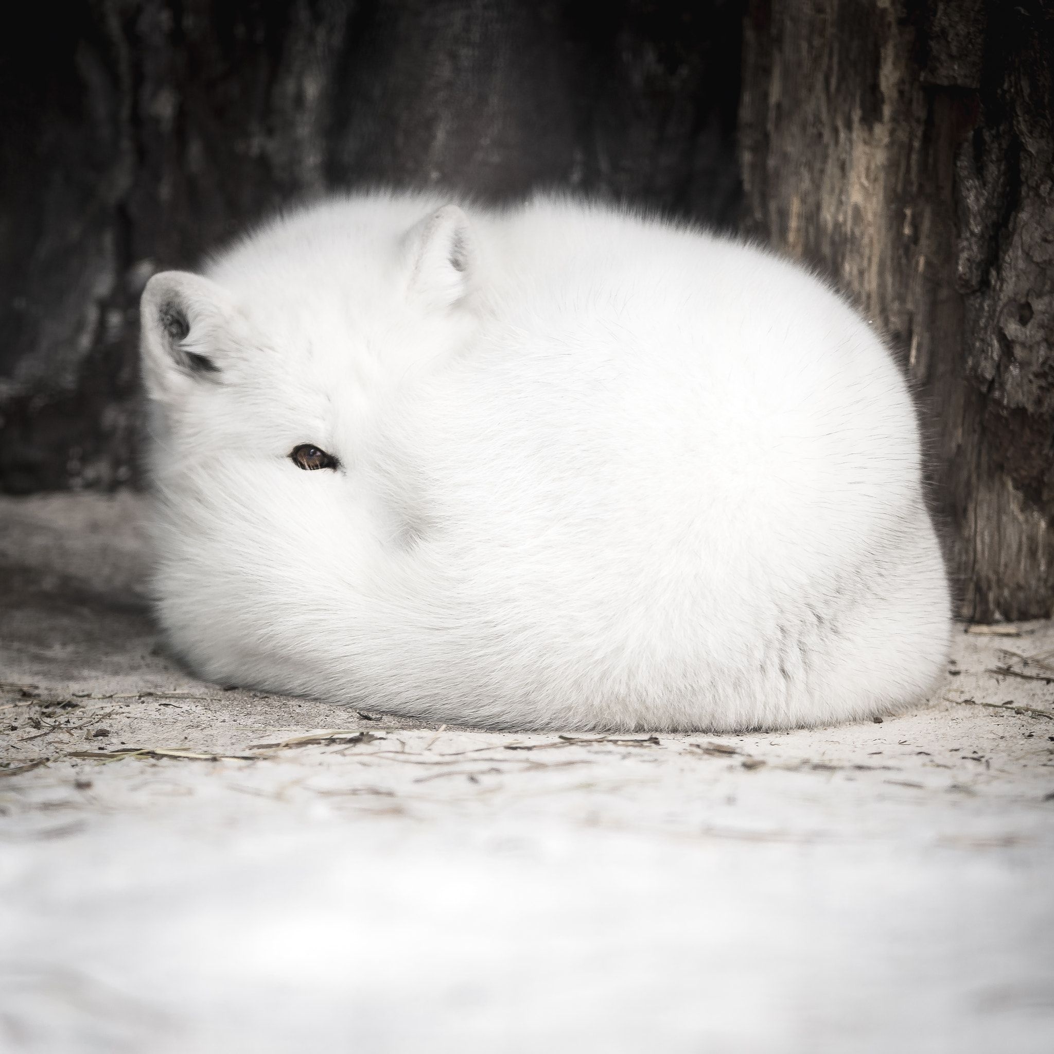 Animal beauty, Arctic fox cuteness, Funny and cute, Endearing creature, 2050x2050 HD Phone